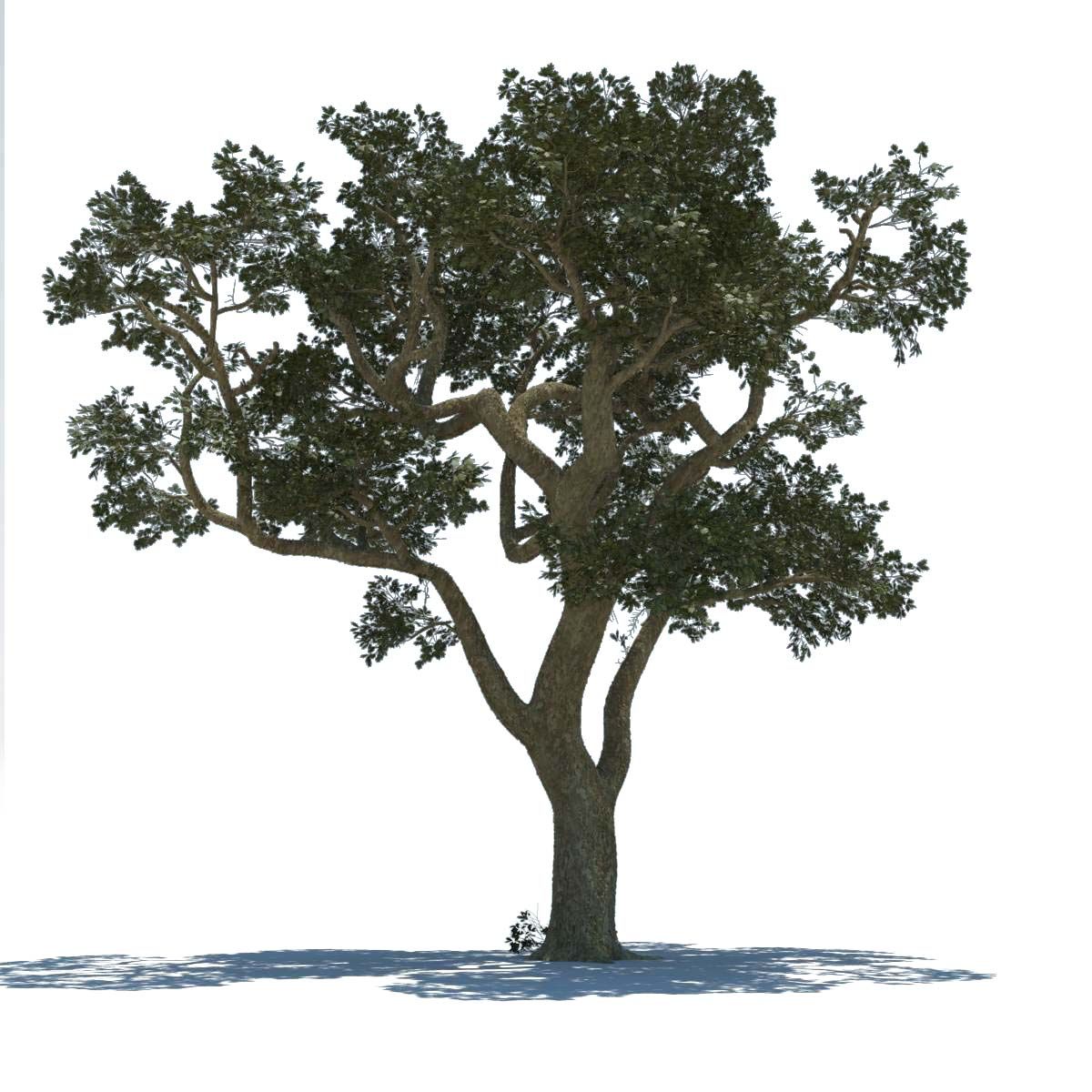 Tree 3d model