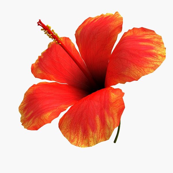 Hibiscus Flower 3d model