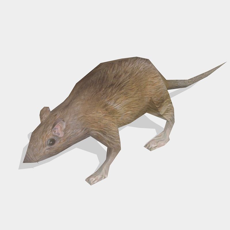 rat 3d model