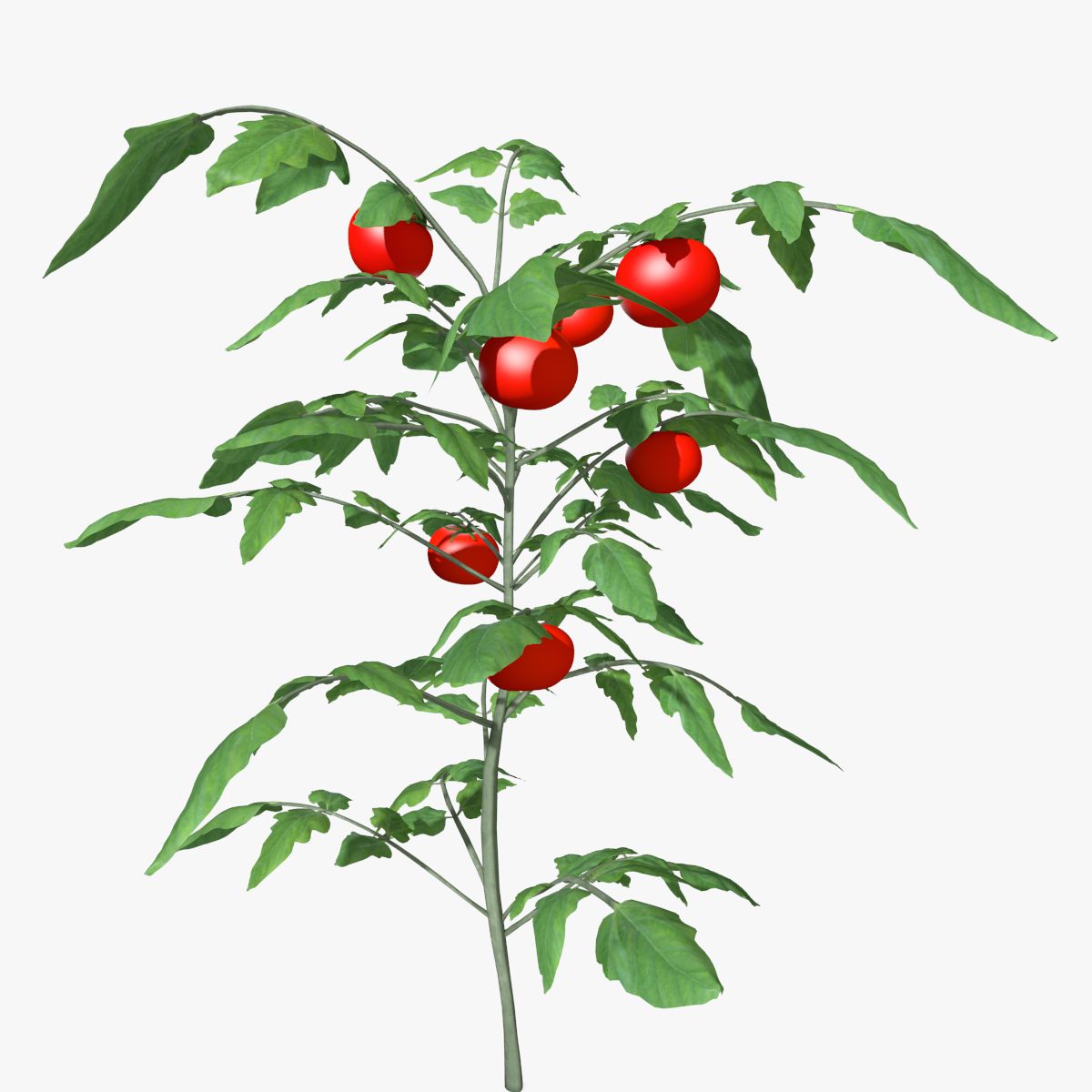 Tomato Plant 3d model