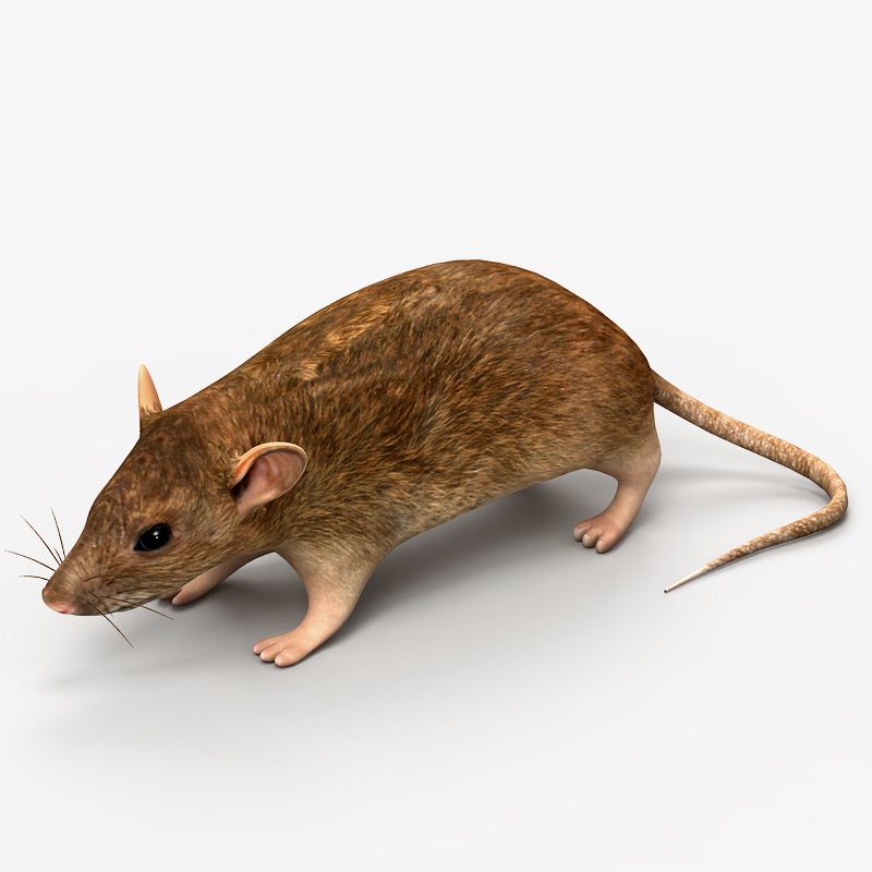 Rat Mouse 3d model