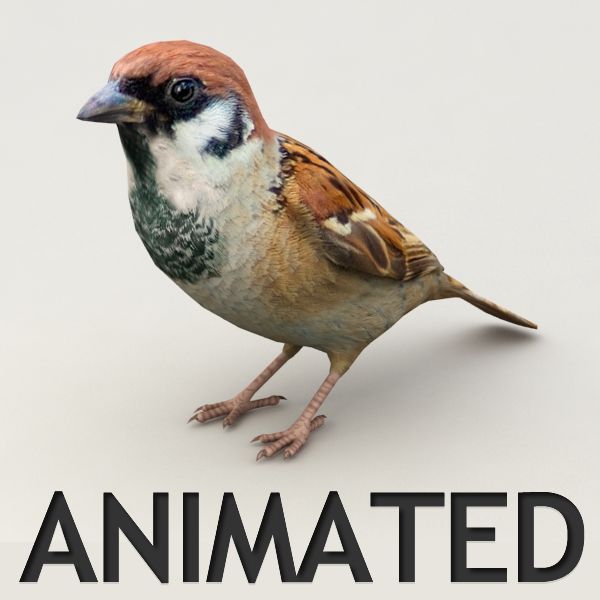 Spatz animiert 3d model