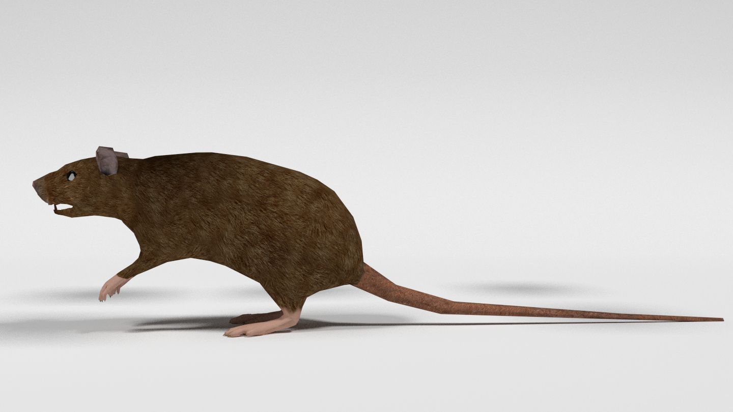 Low Poly Rat royalty-free 3d model - Preview no. 4