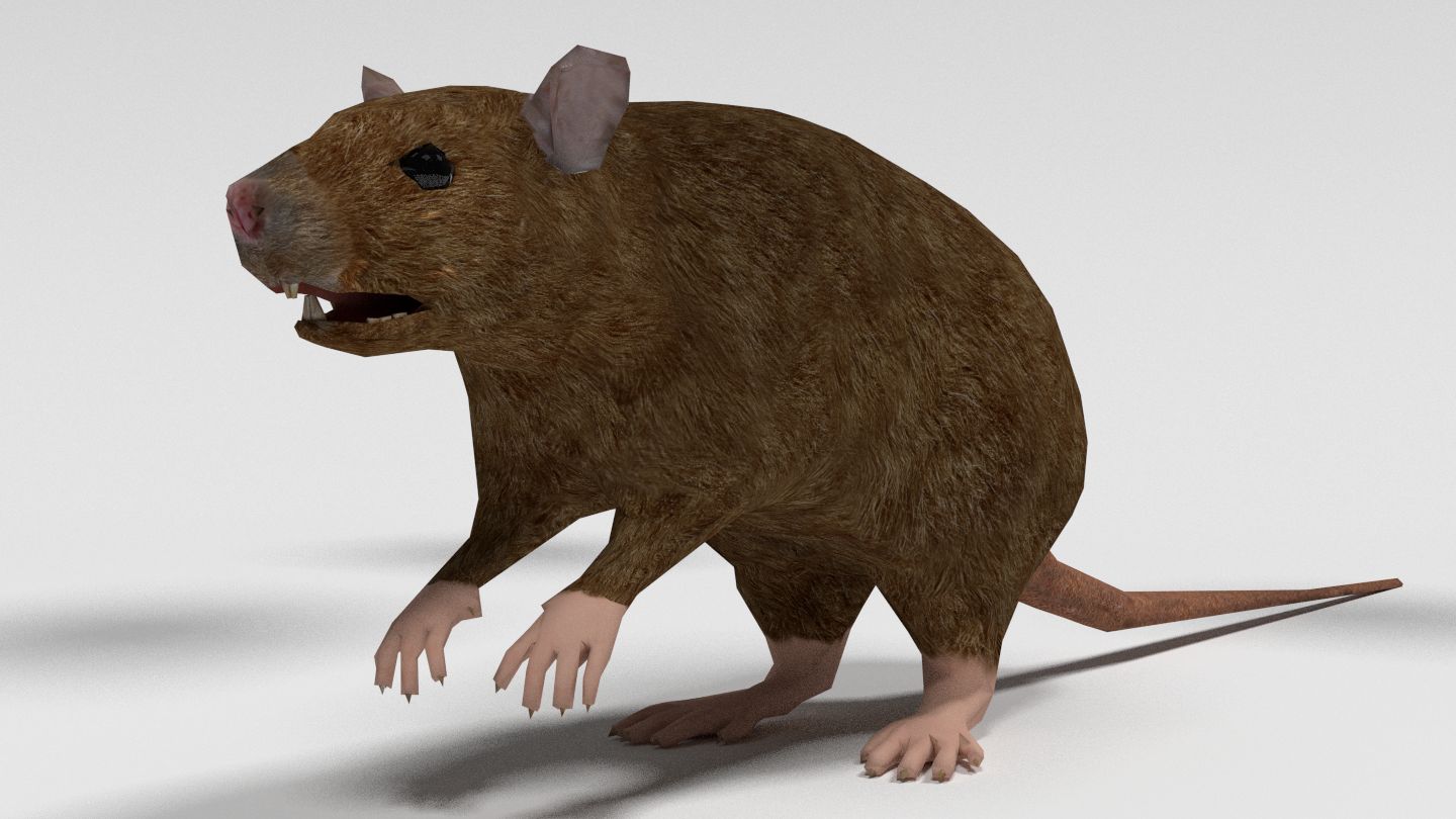 Low Poly Rat 3d model