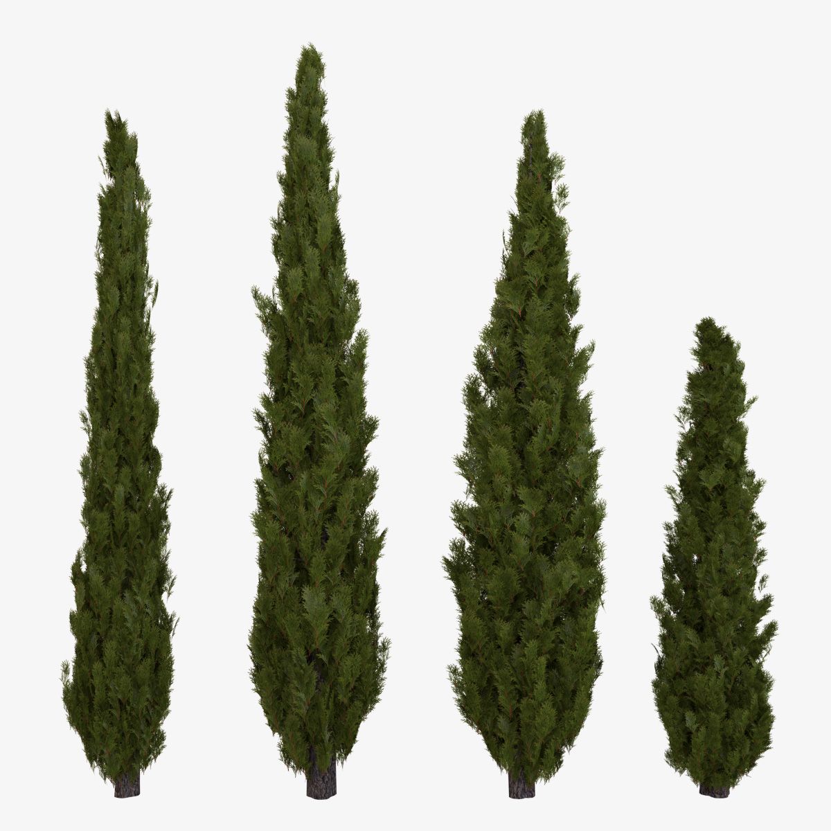 Italian Cypress 3d model