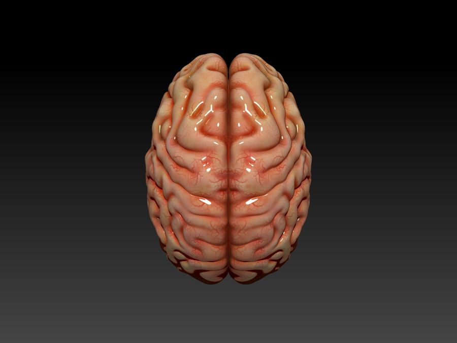 뇌 royalty-free 3d model - Preview no. 5