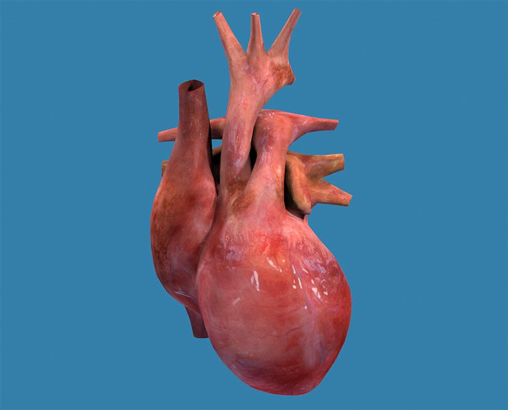 Cuore umano strutturato 3d model