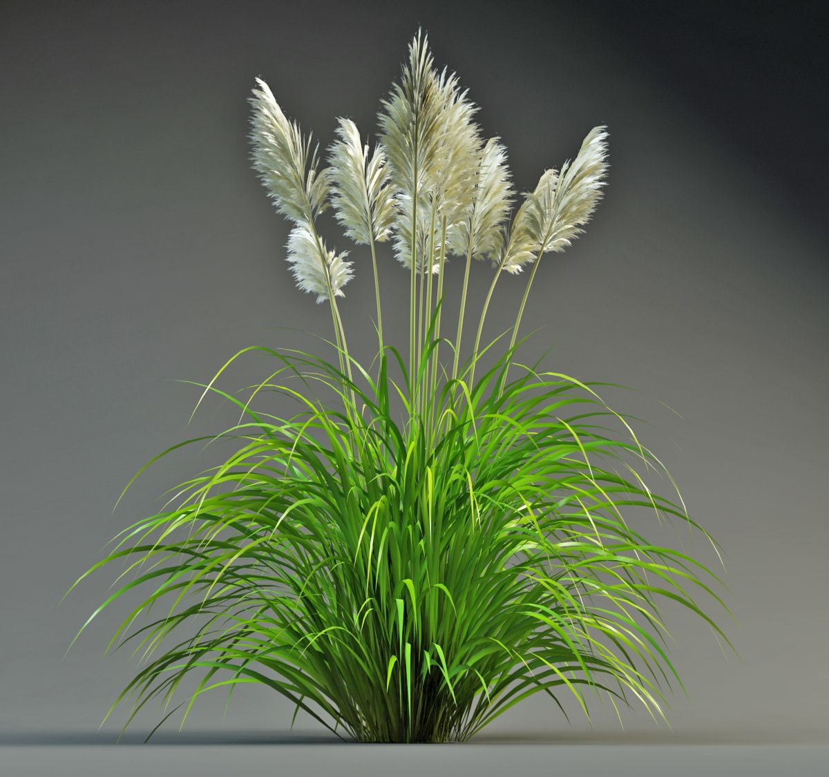 Pampas Grass 3d model