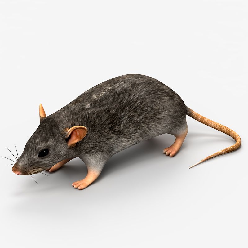 Rat Mouse 2 3d model