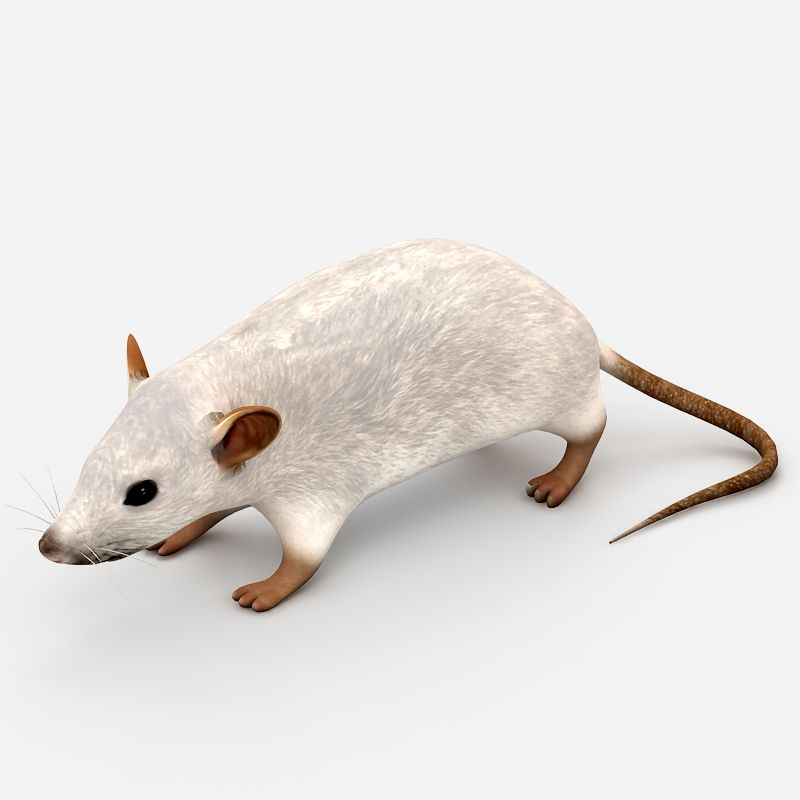 Rat Mouse 3 3d model