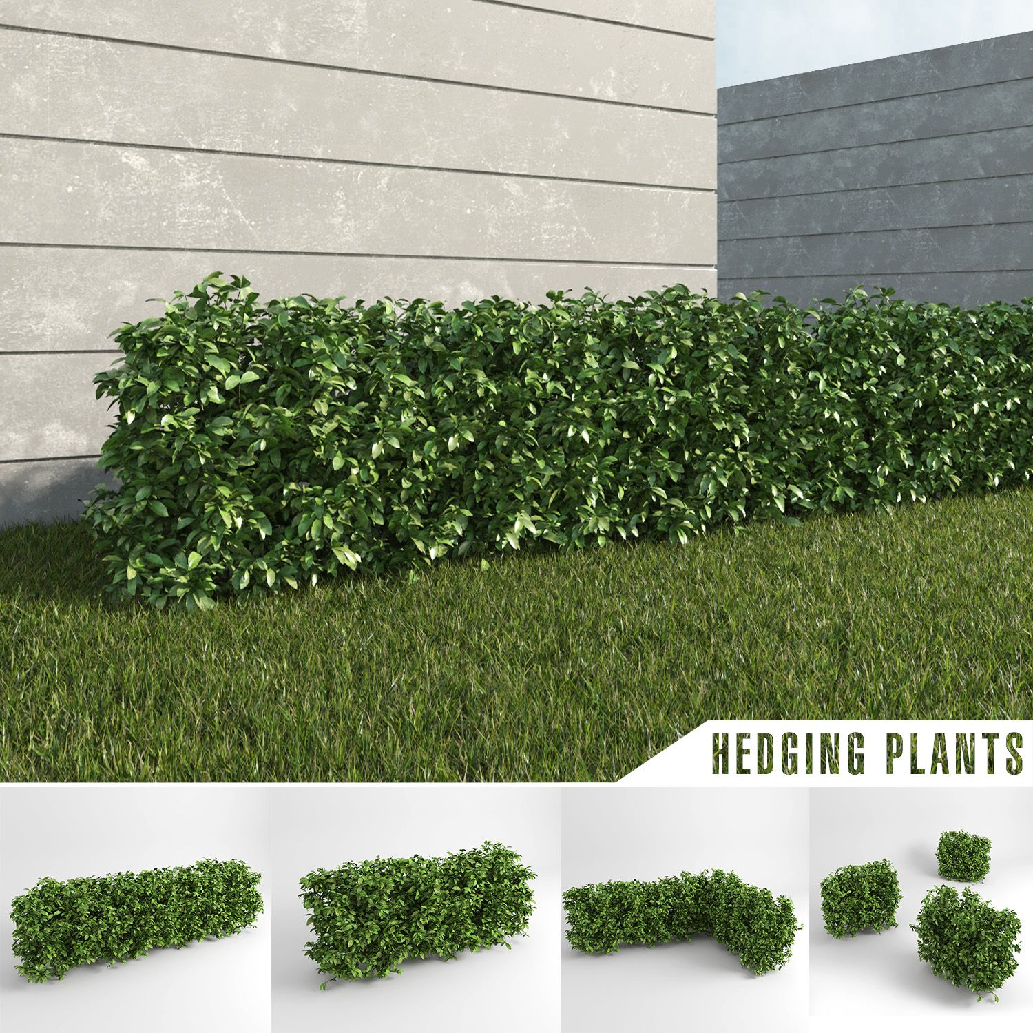 Hedging Plants 3d model