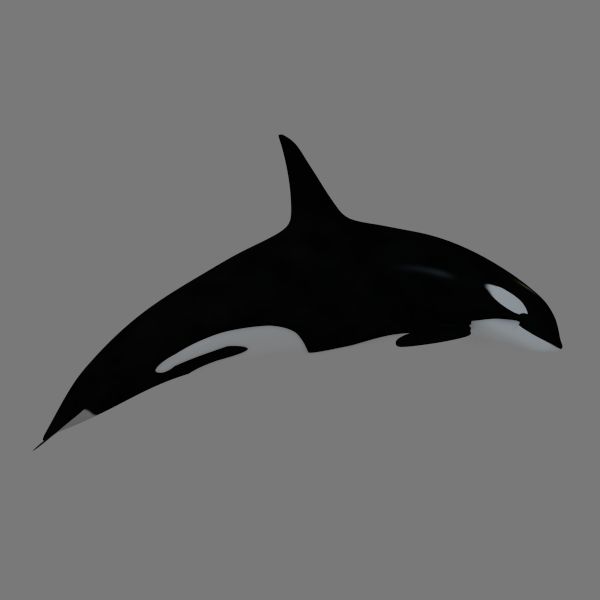 killer whale 3d model