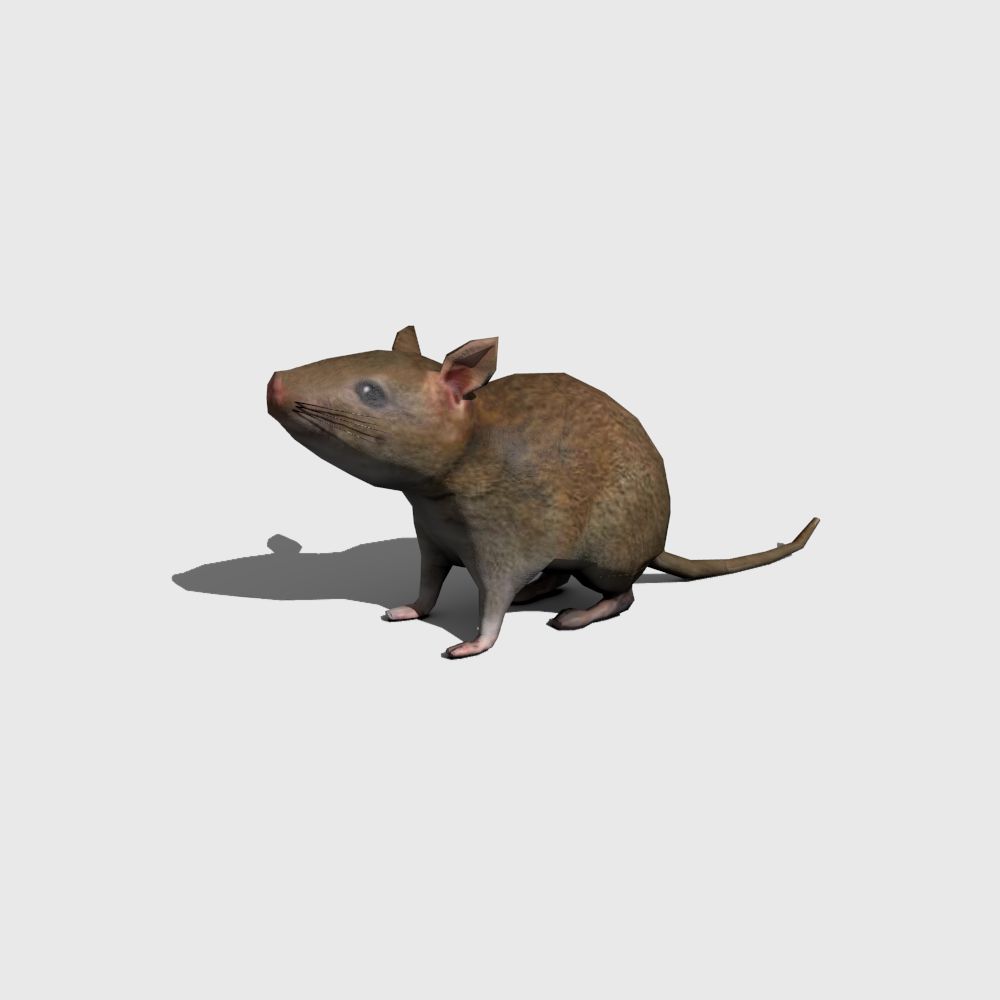 Rat 3d model