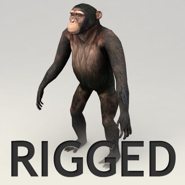 Chimpanzee Rigged Model 3d model