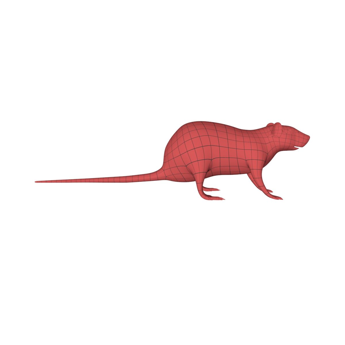 Rat Mouse base mesh 3d model