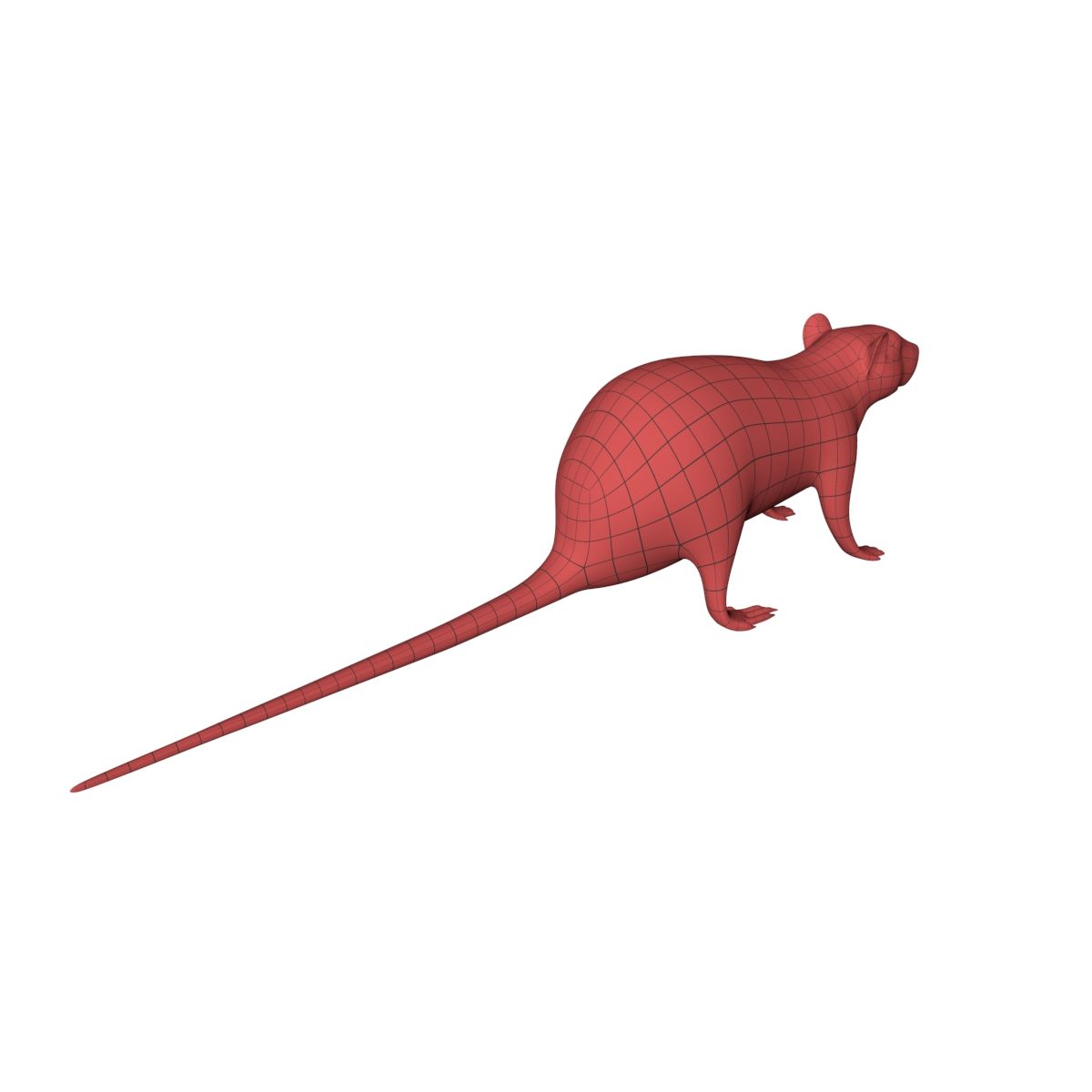 Rat Mouse base mesh royalty-free 3d model - Preview no. 6