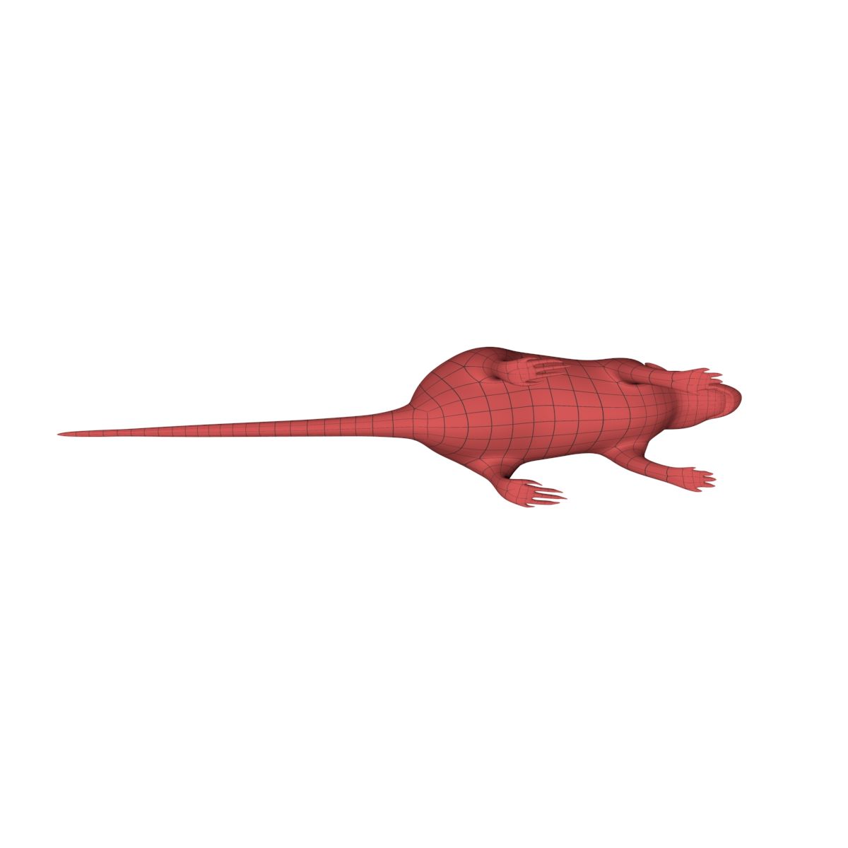 Rat Mouse base mesh royalty-free 3d model - Preview no. 5