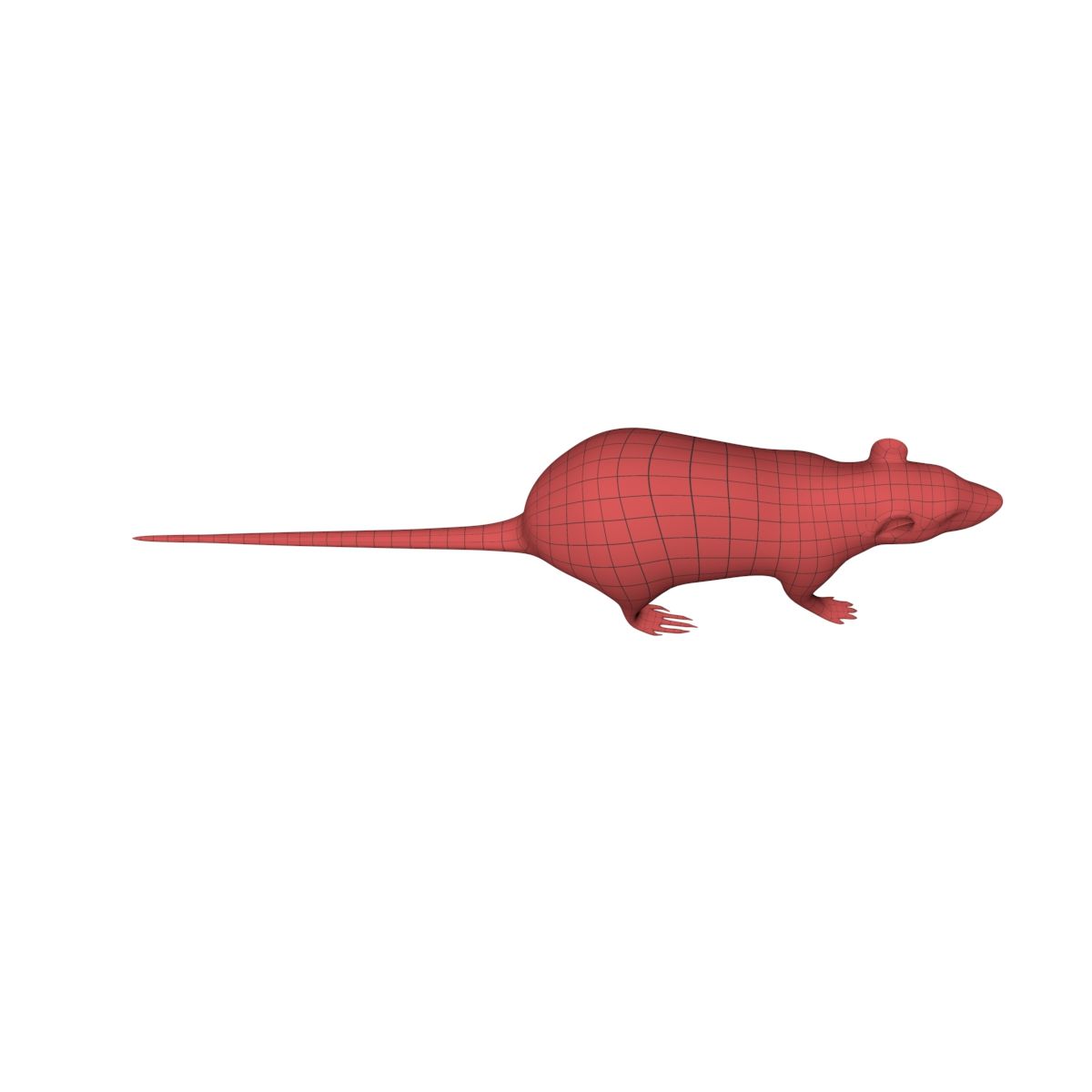 Rat Mouse base mesh royalty-free 3d model - Preview no. 4