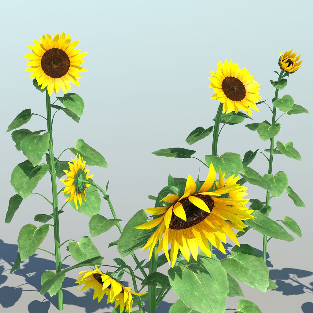 Sunflower (9 Items) 3d model