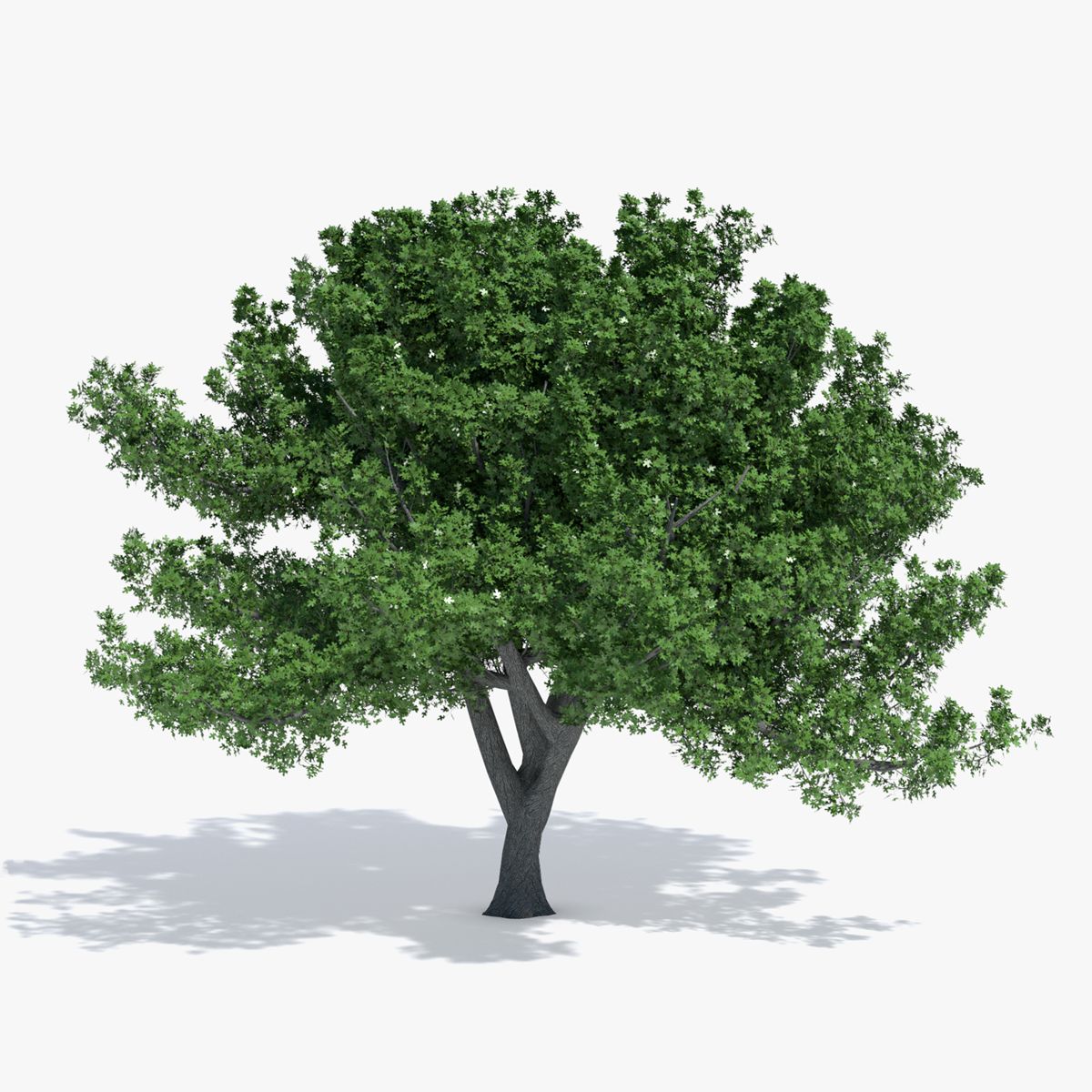 Oak Tree 3d model