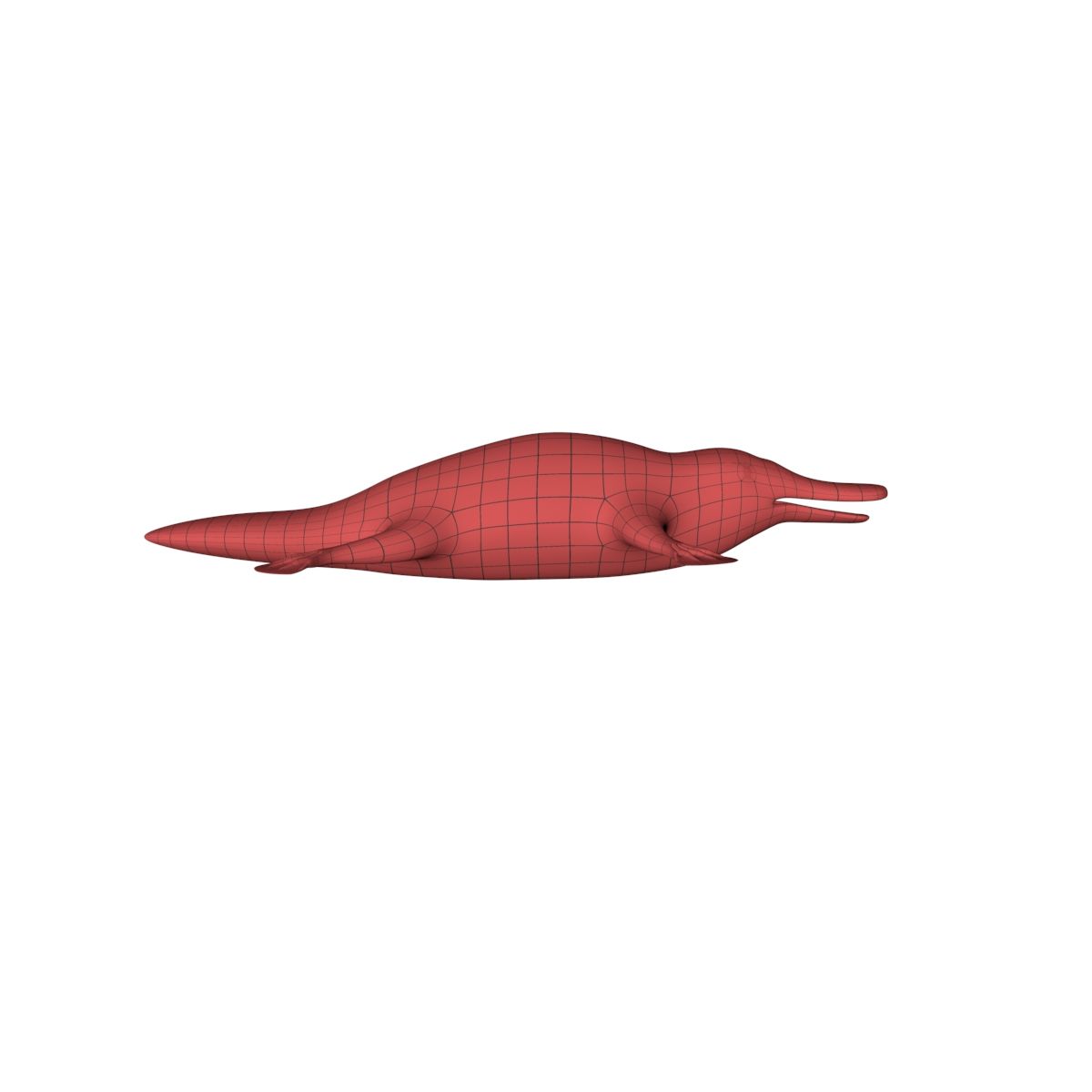 Platypus-Grundgewebe 3d model