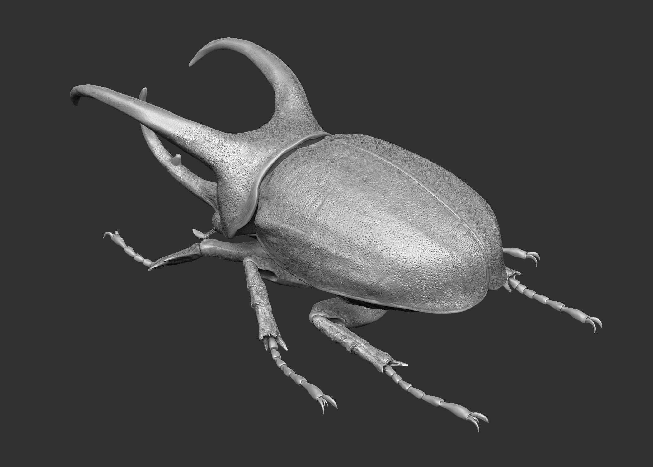 Atlas beetle royalty-free 3d model - Preview no. 8