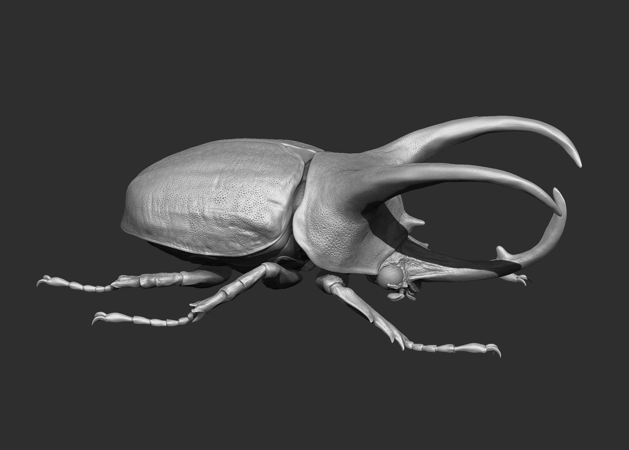 Atlas beetle 3d model