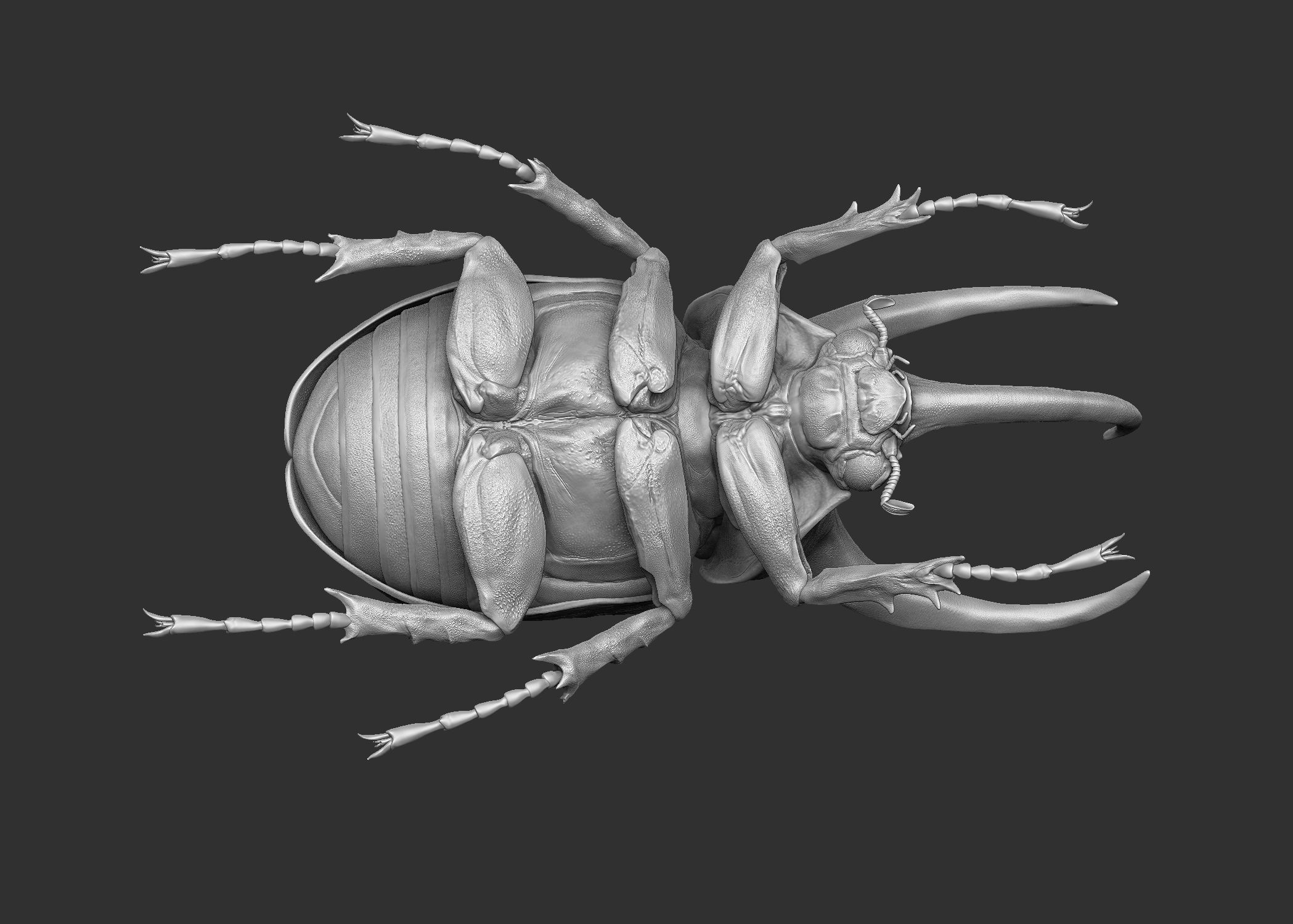 Atlas beetle royalty-free 3d model - Preview no. 9