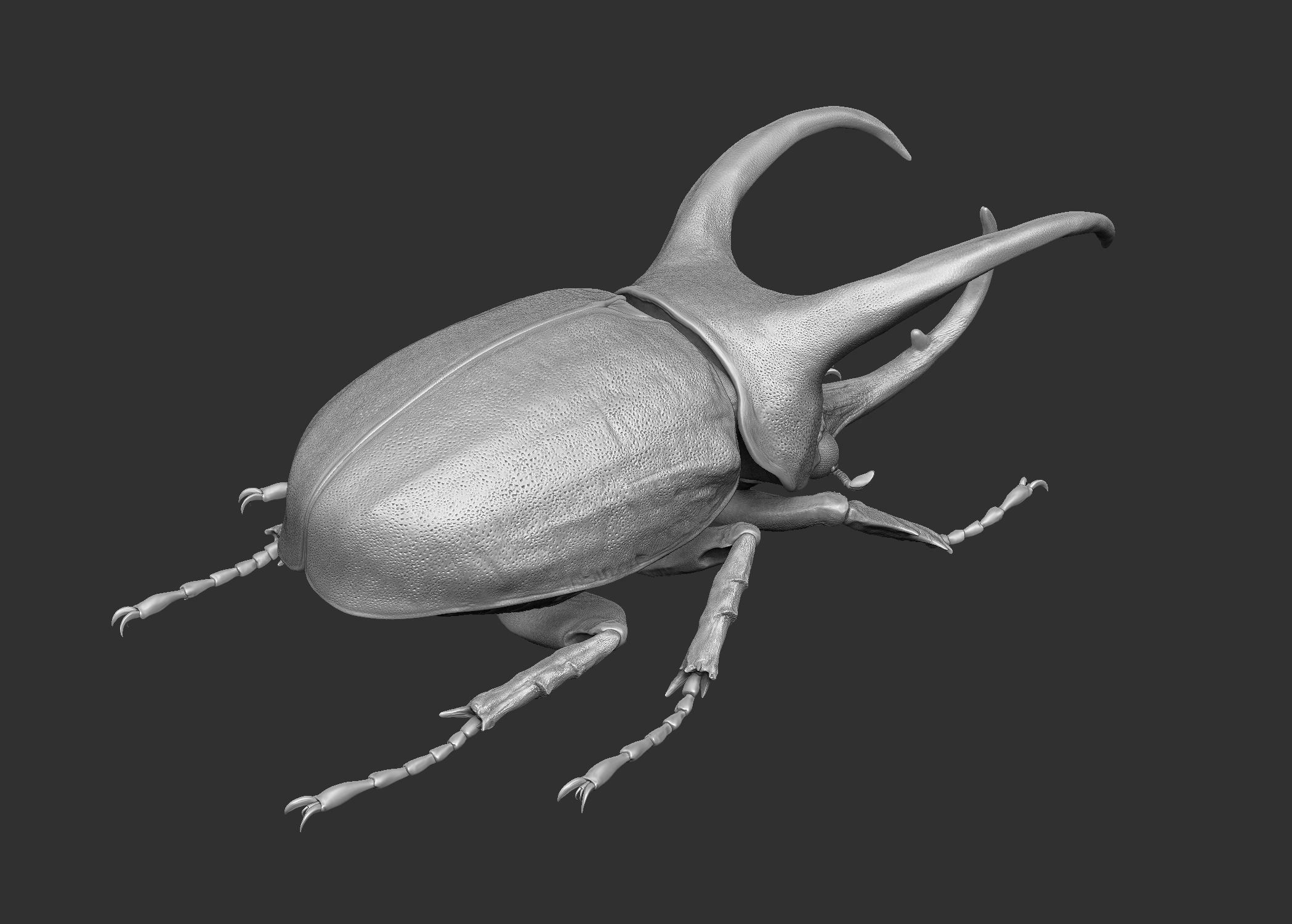 Atlas beetle royalty-free 3d model - Preview no. 6