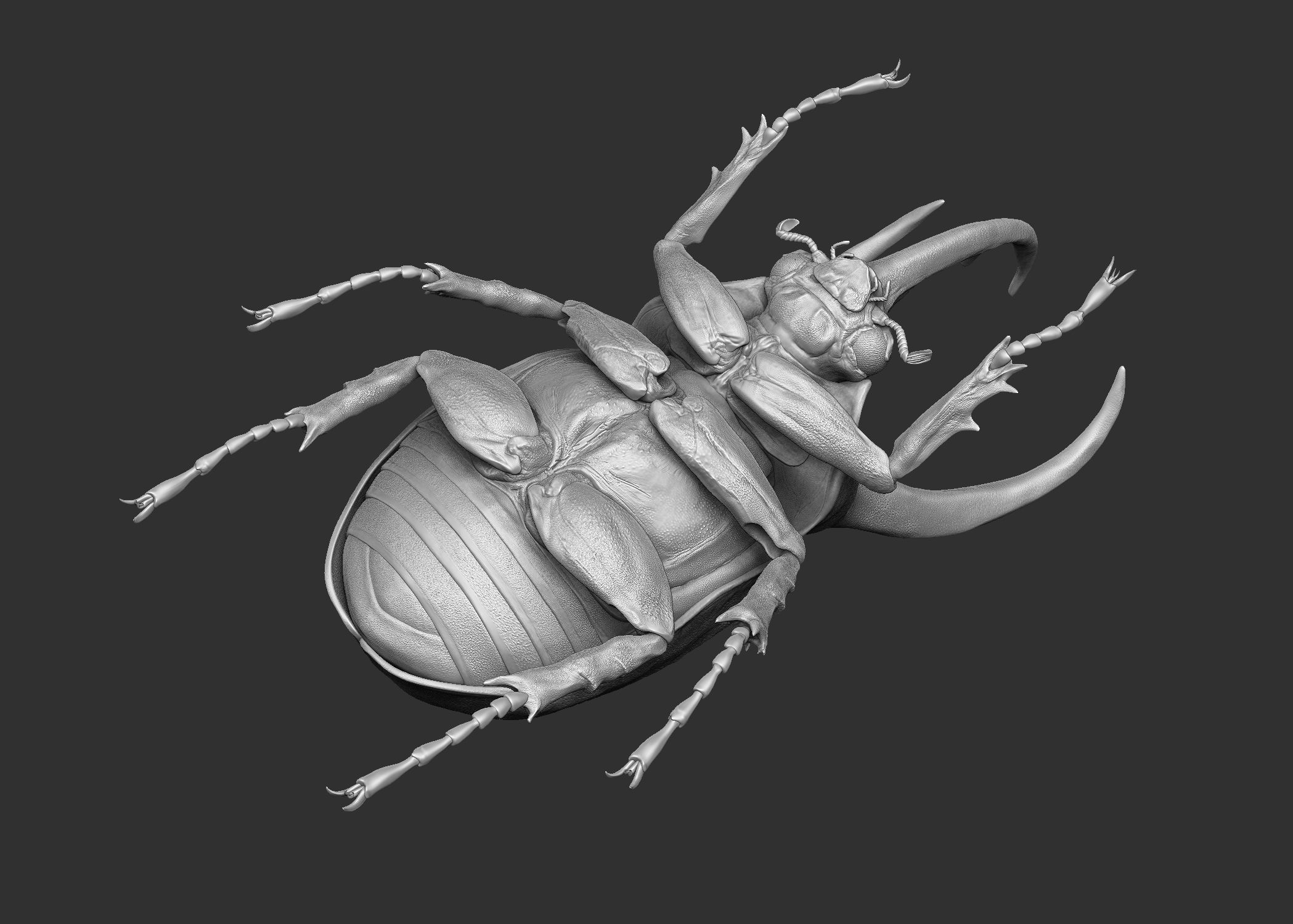 Atlas beetle royalty-free 3d model - Preview no. 10