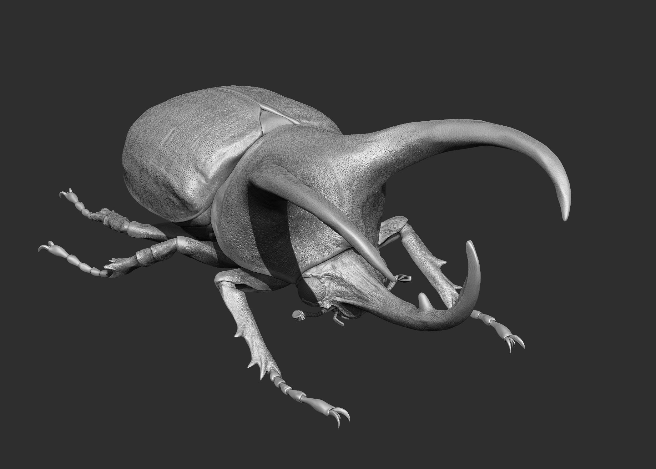 Atlas beetle royalty-free 3d model - Preview no. 3