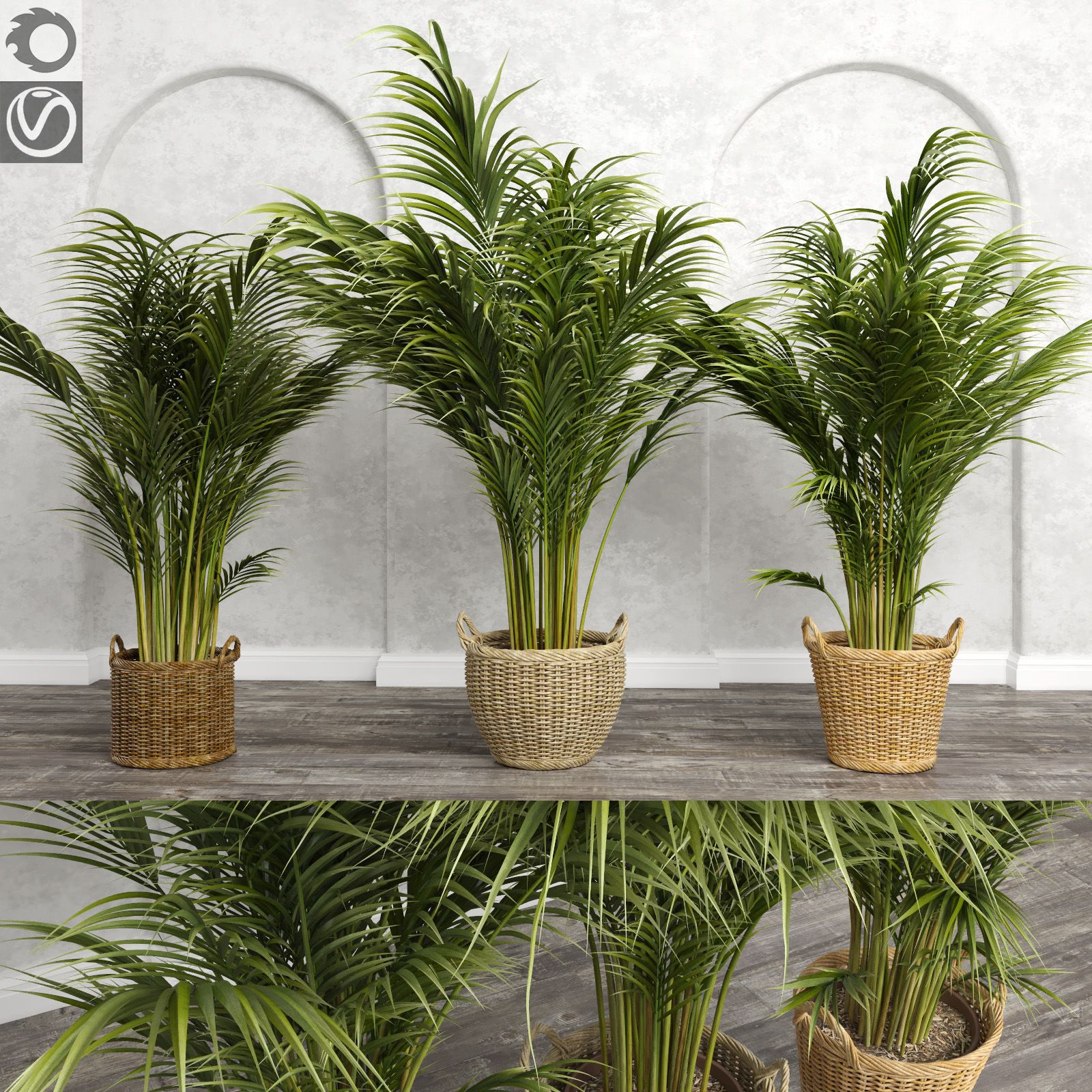 Areca Palmen (+ GrowFX) 3d model