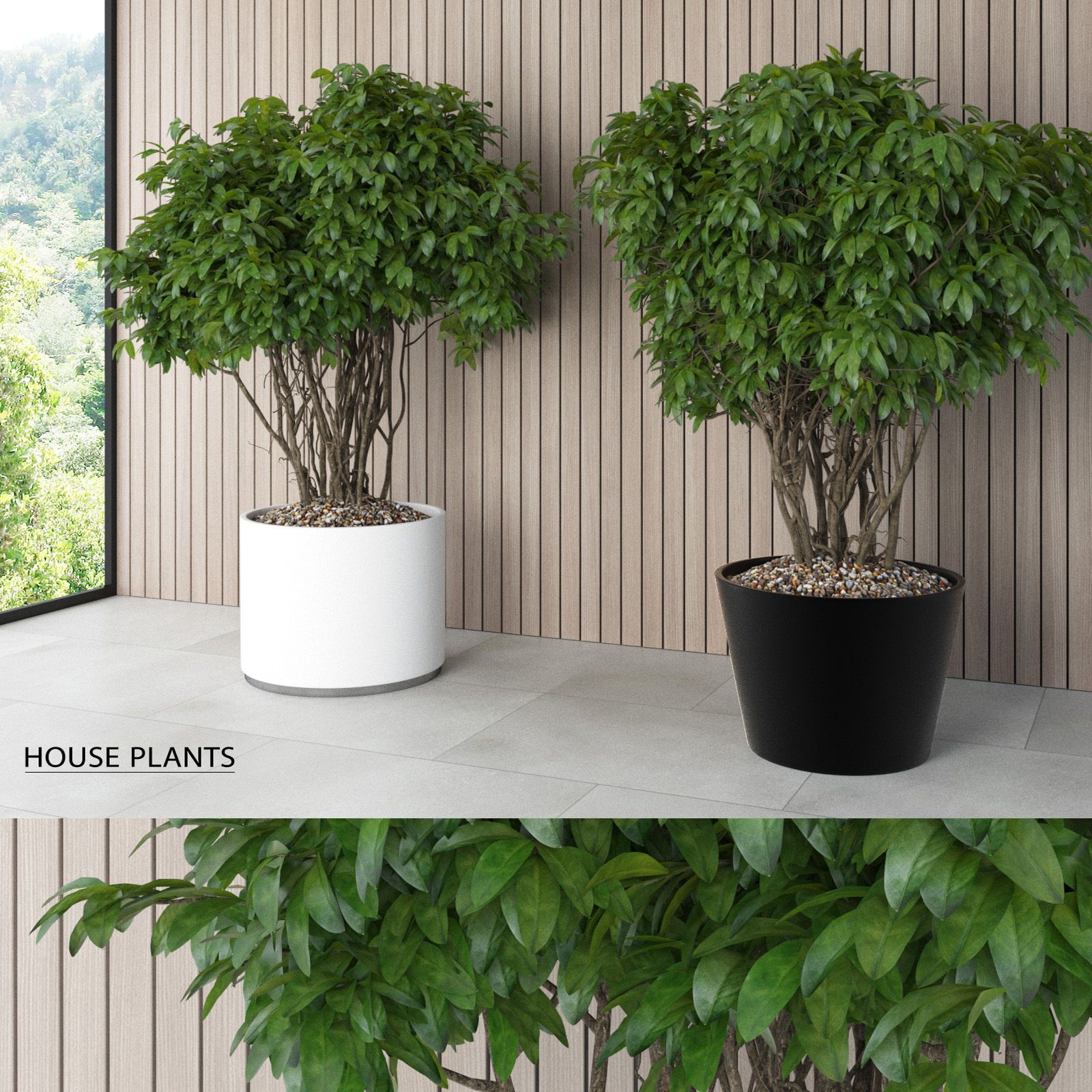 House Plants (+GrowFX) 3d model