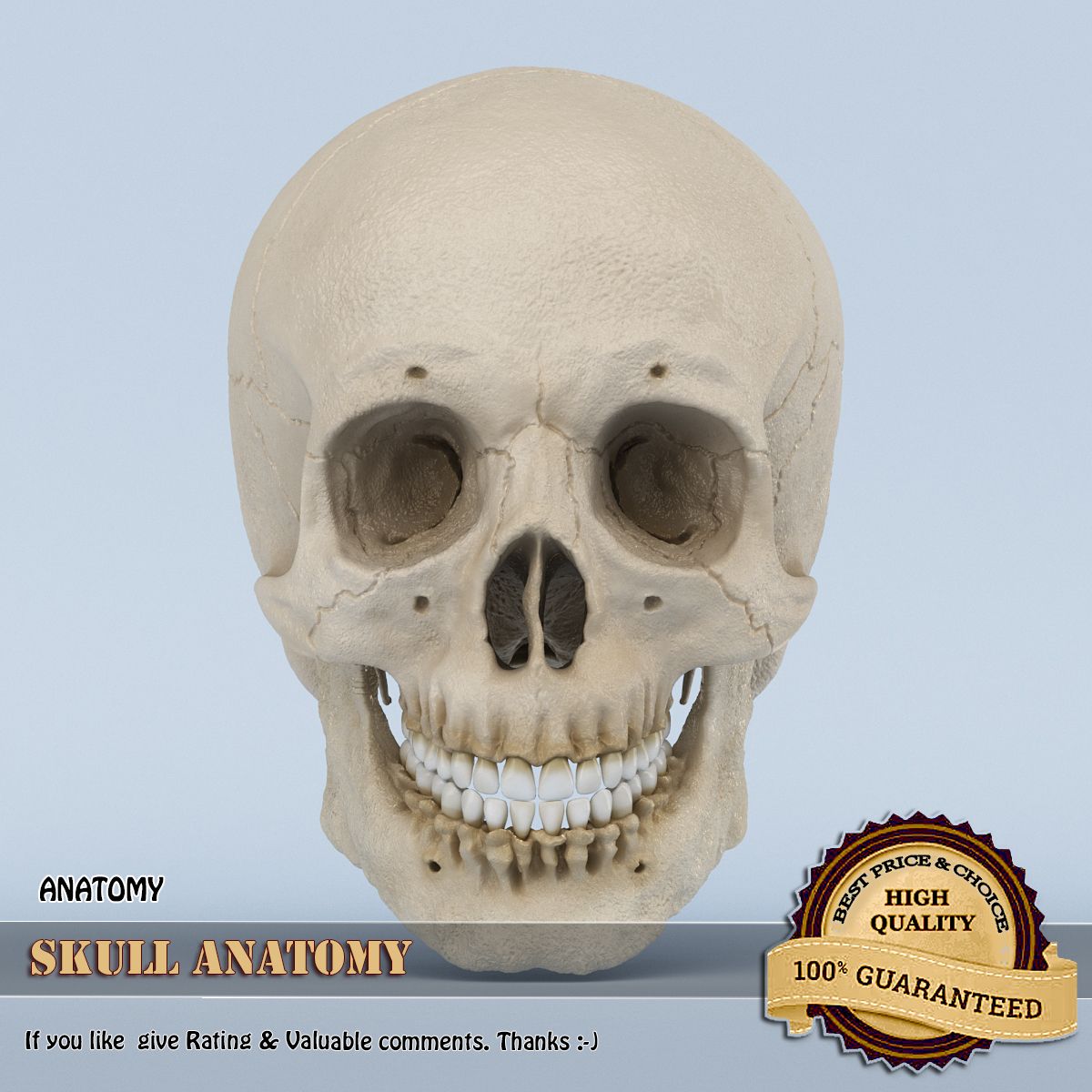 Schädel-Anatomie 3d model