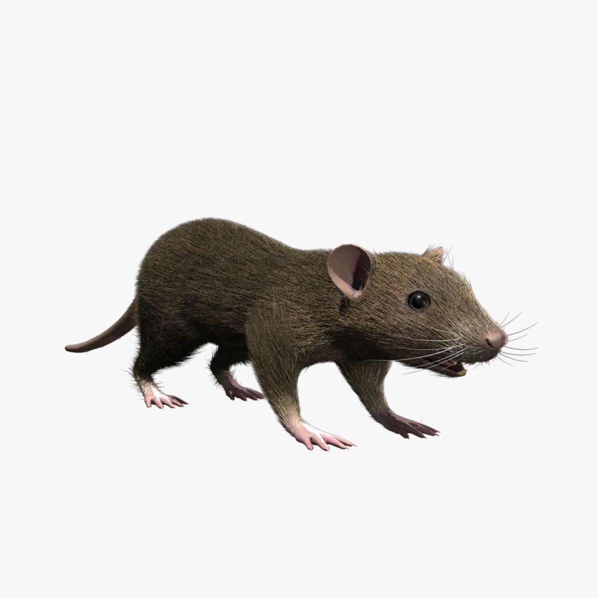 Rat 3d model