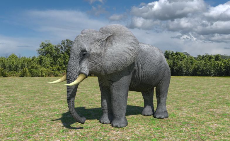 Afrikanischer Elefant Low Poly 3d model