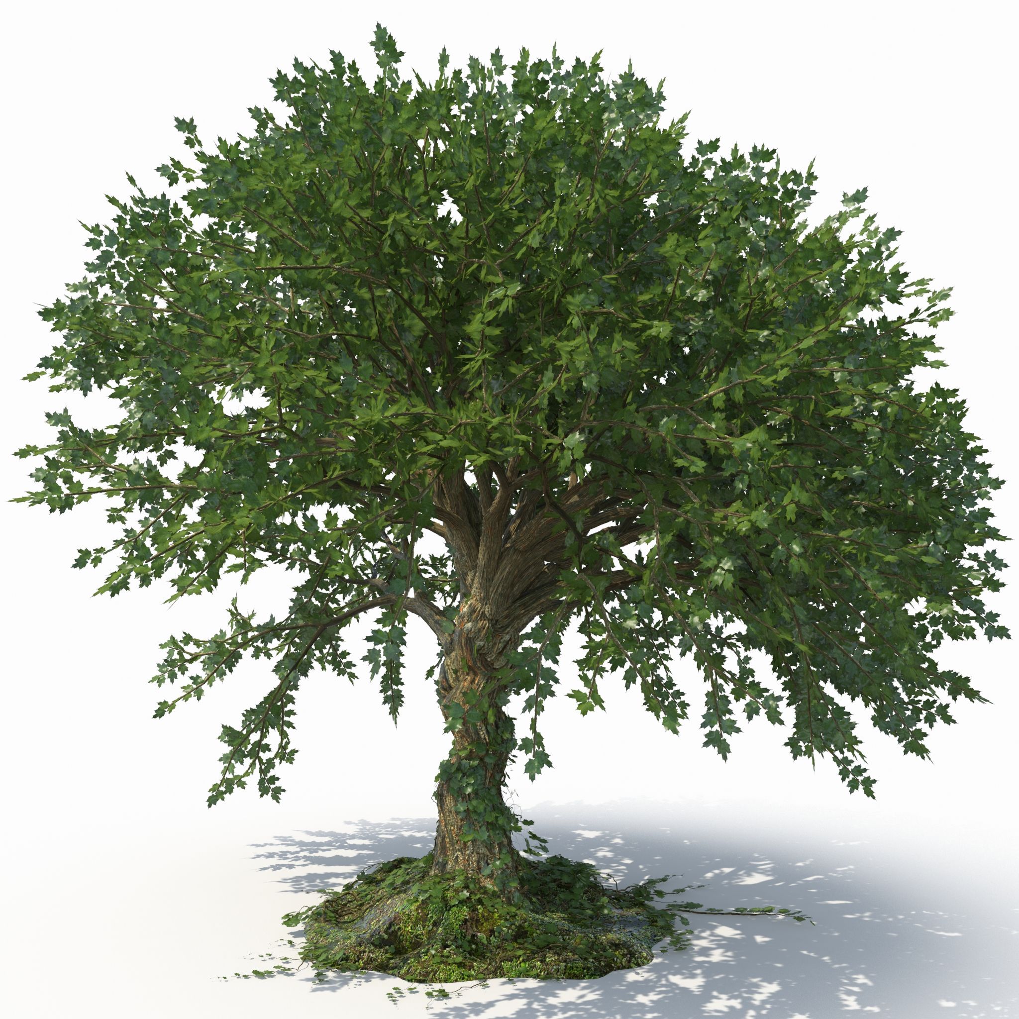 Tree 3d model