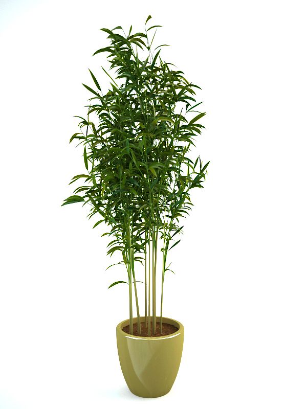 bamboo 1 3d model