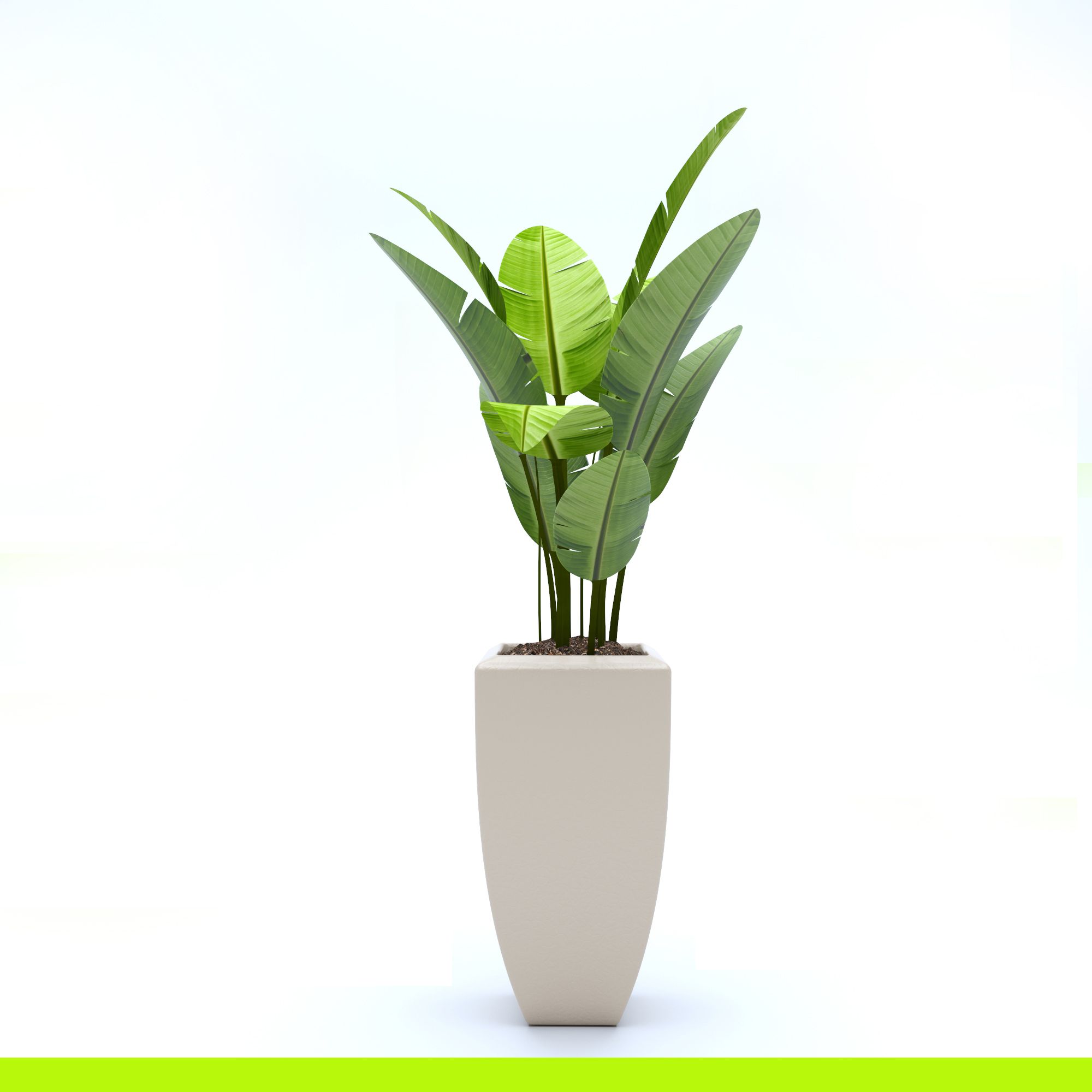 Pflanze Ficus 3d model