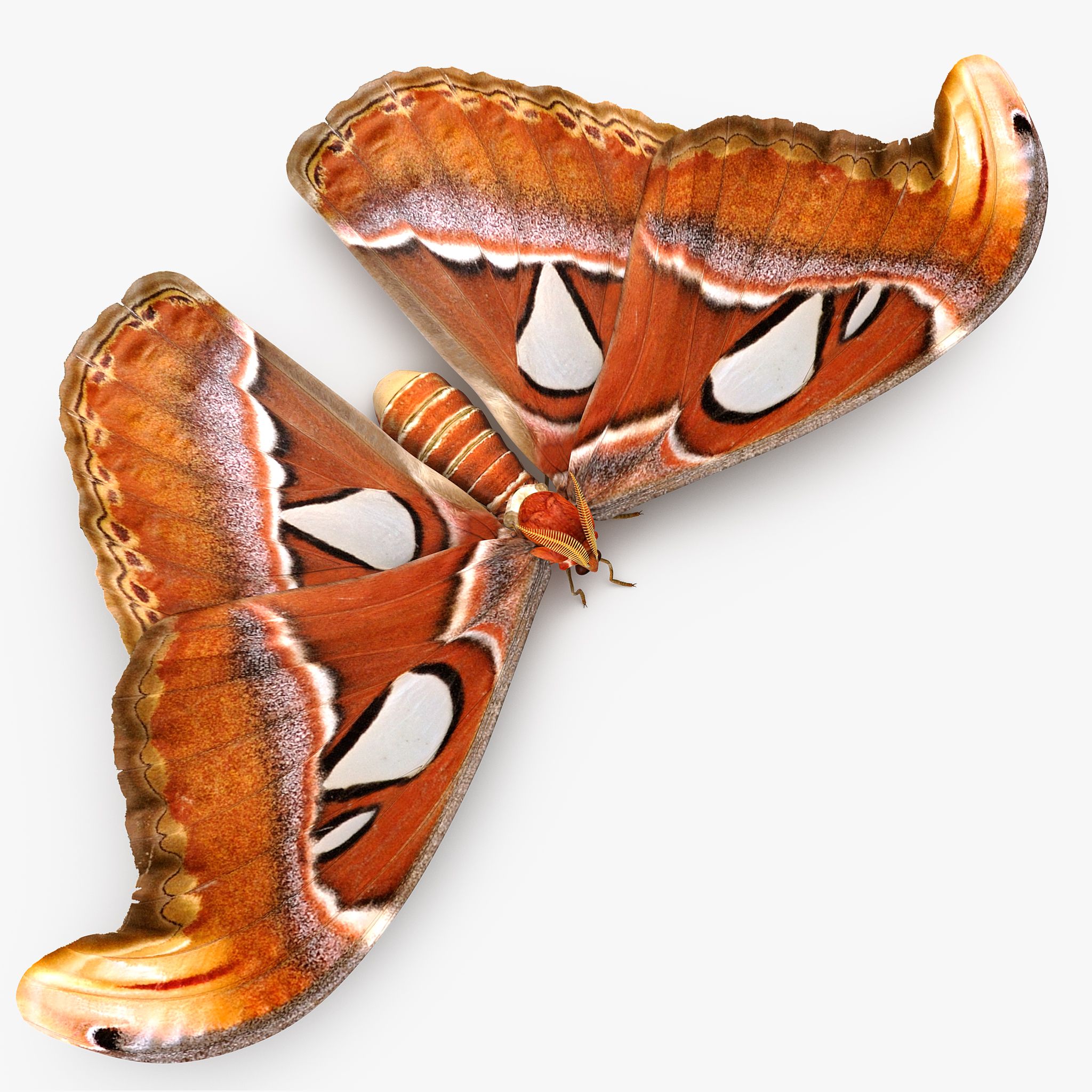 Atlas Moth Sitting Pose 3d model