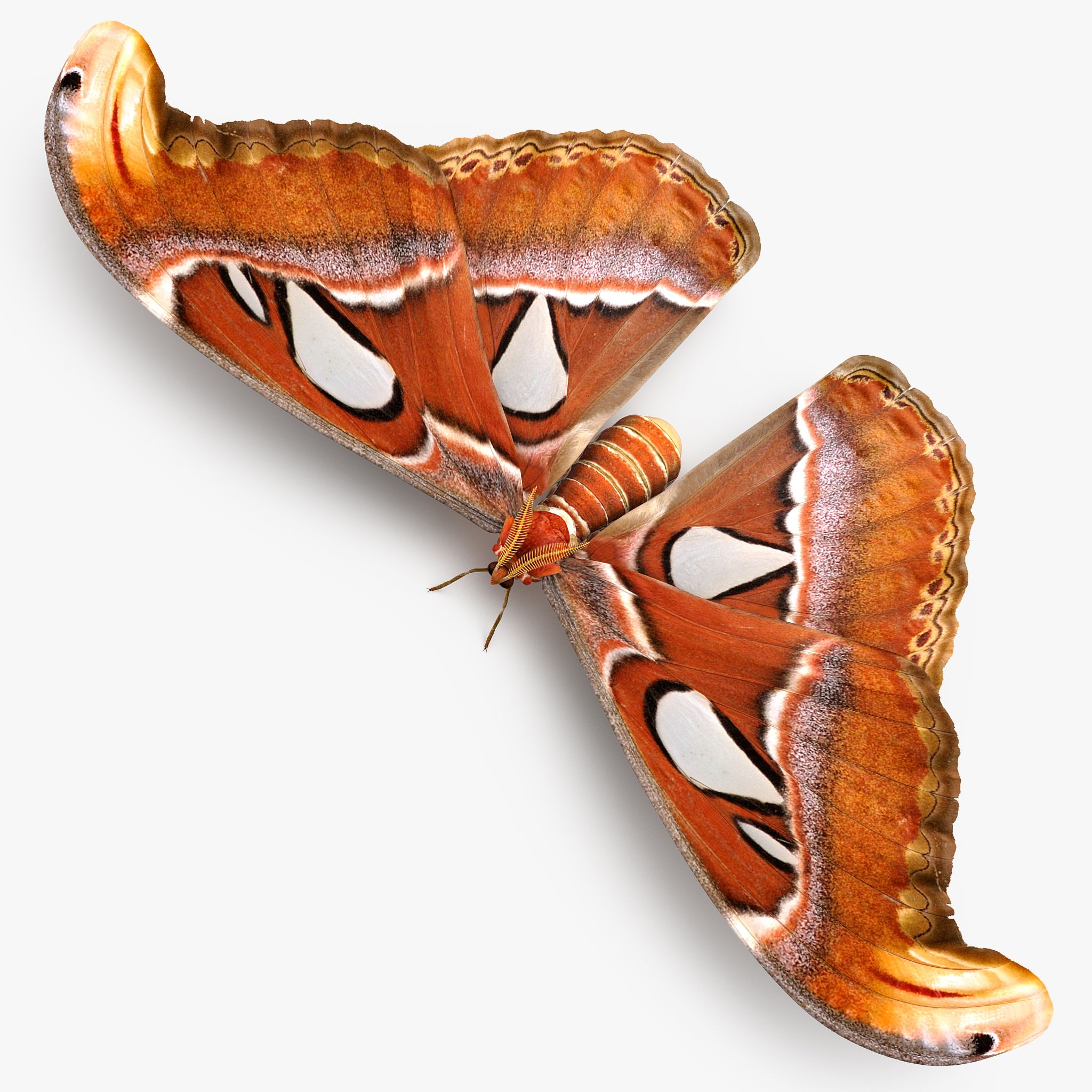 Atlas Moth 3d model