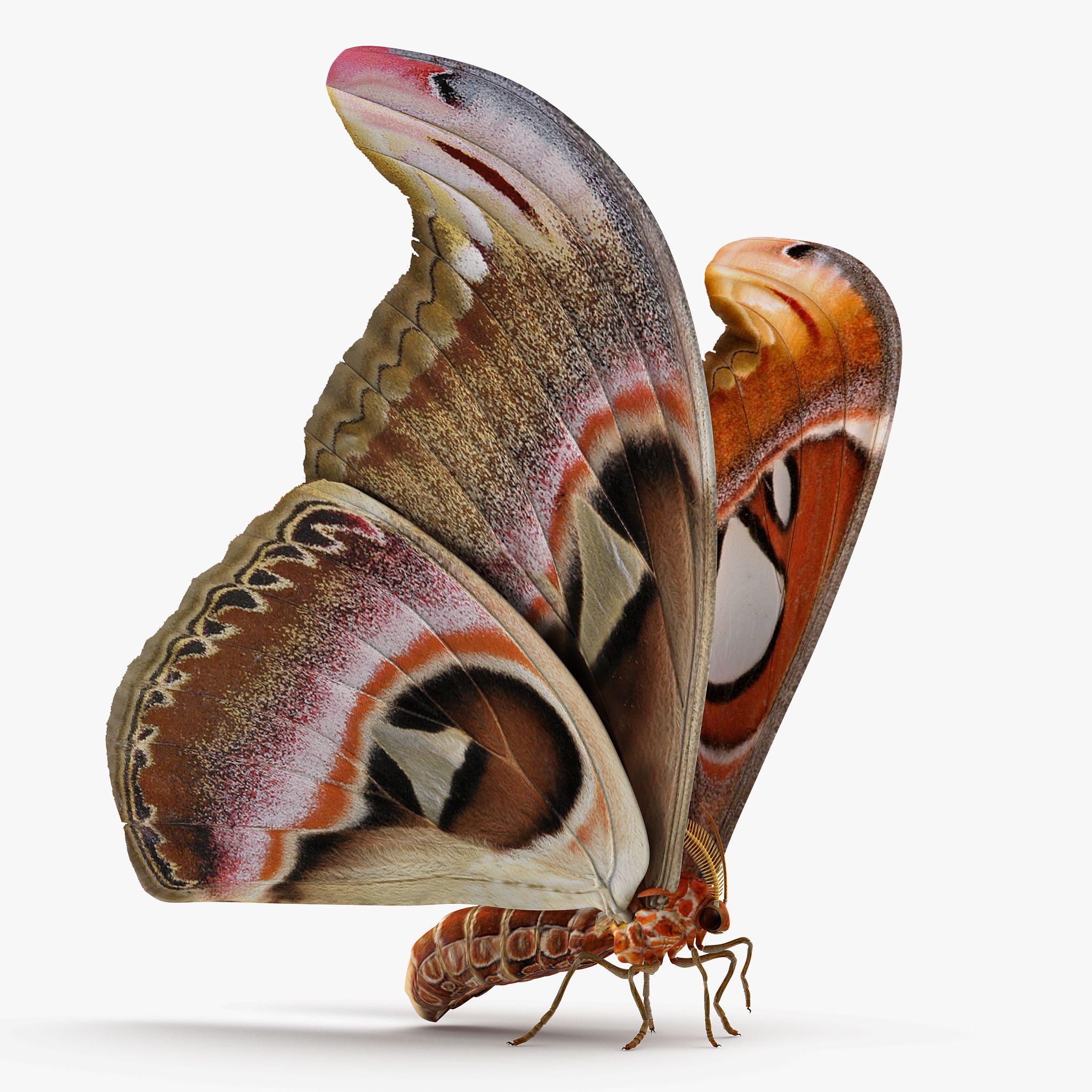 Large Atlas Moth 3d model