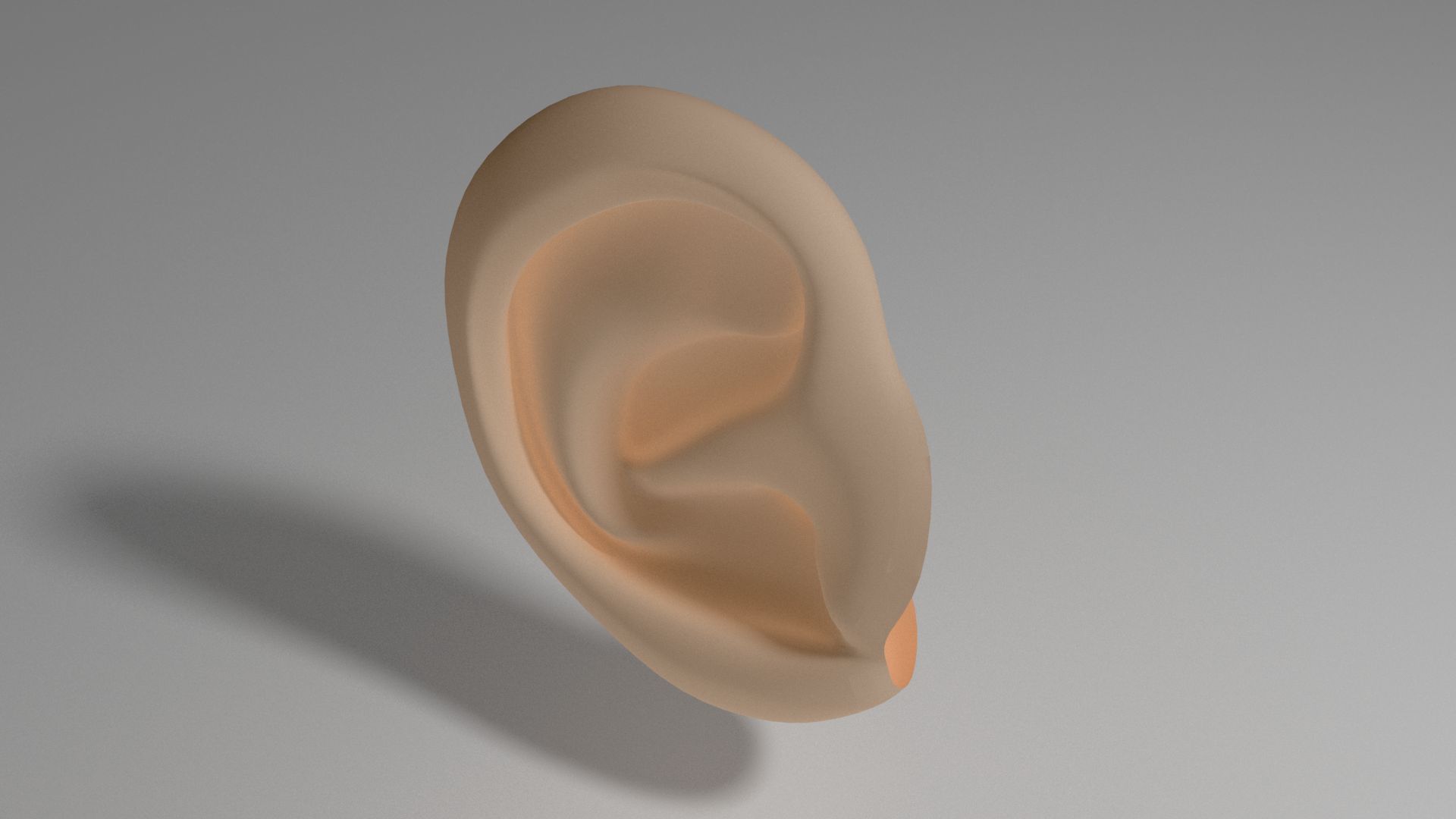 Ohr 3d model