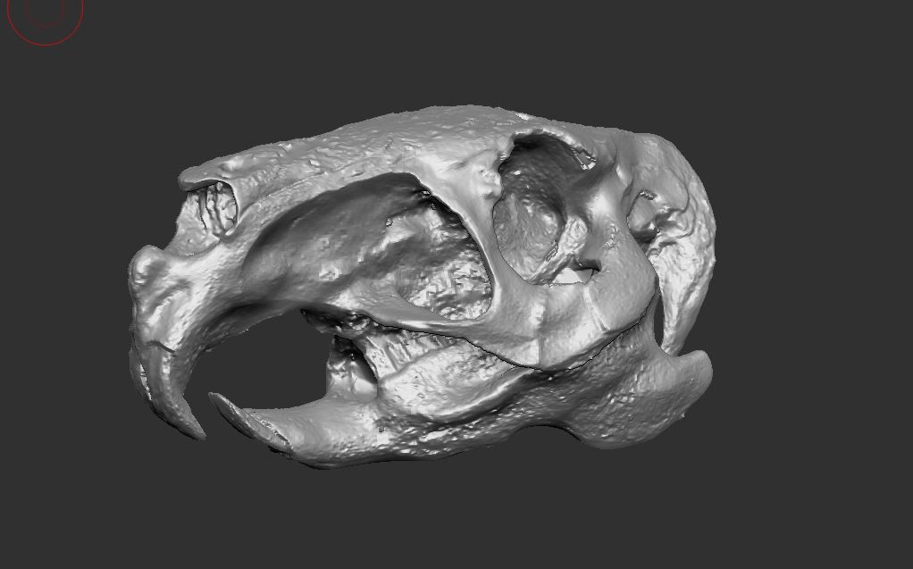 Animal Skull 3d model