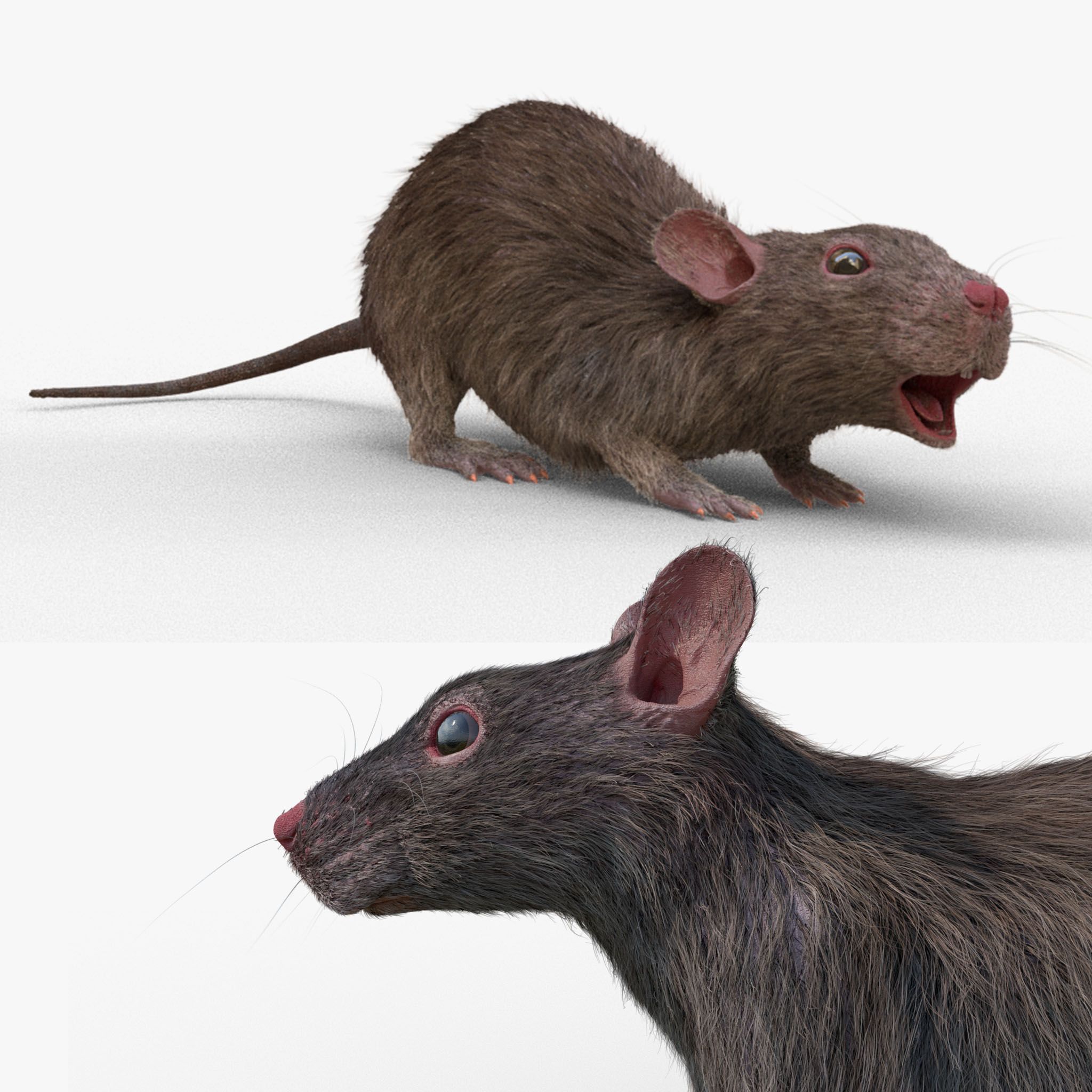 rat model 3d model