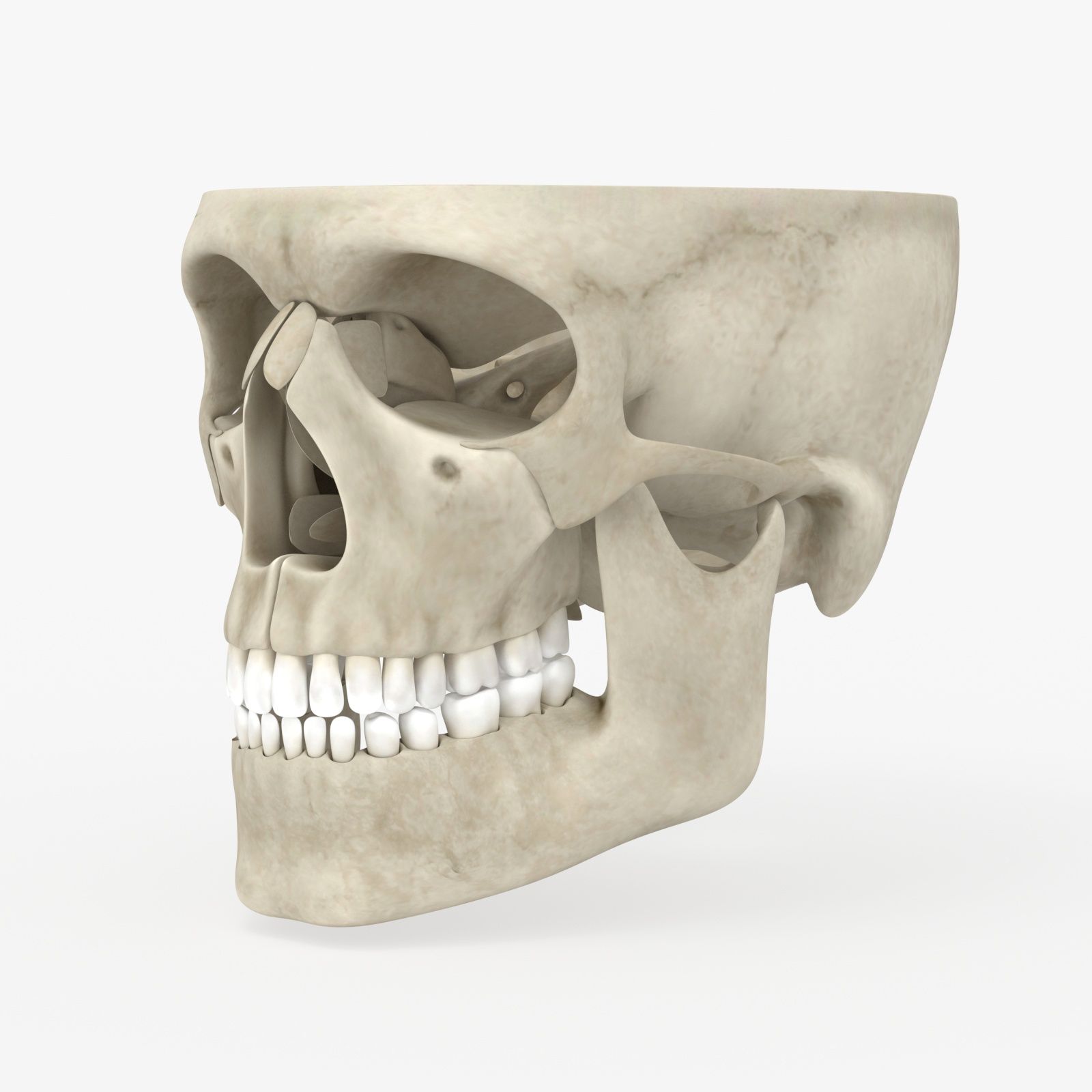 Schädel-Anatomie 3d model