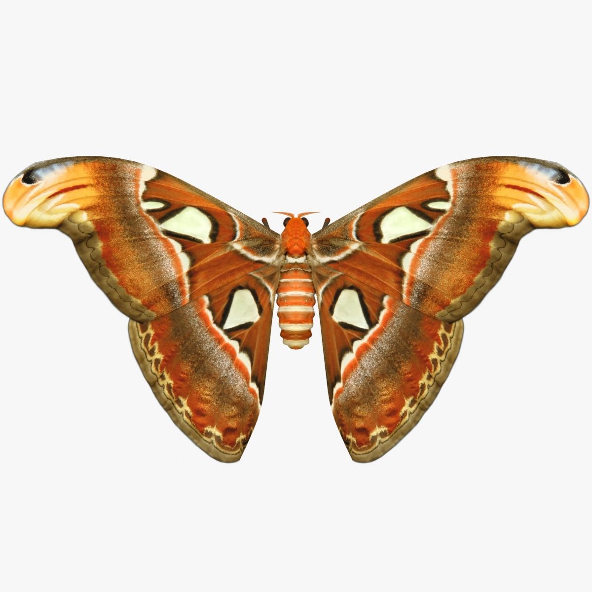 Attacus Atlas 3d model