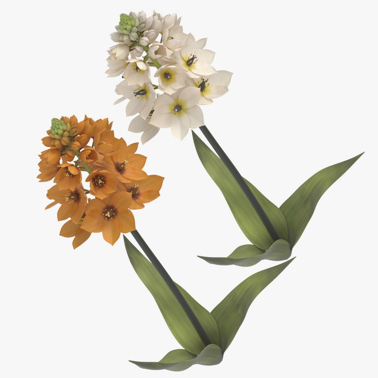 Ornithogalum-Sammlung 3d model