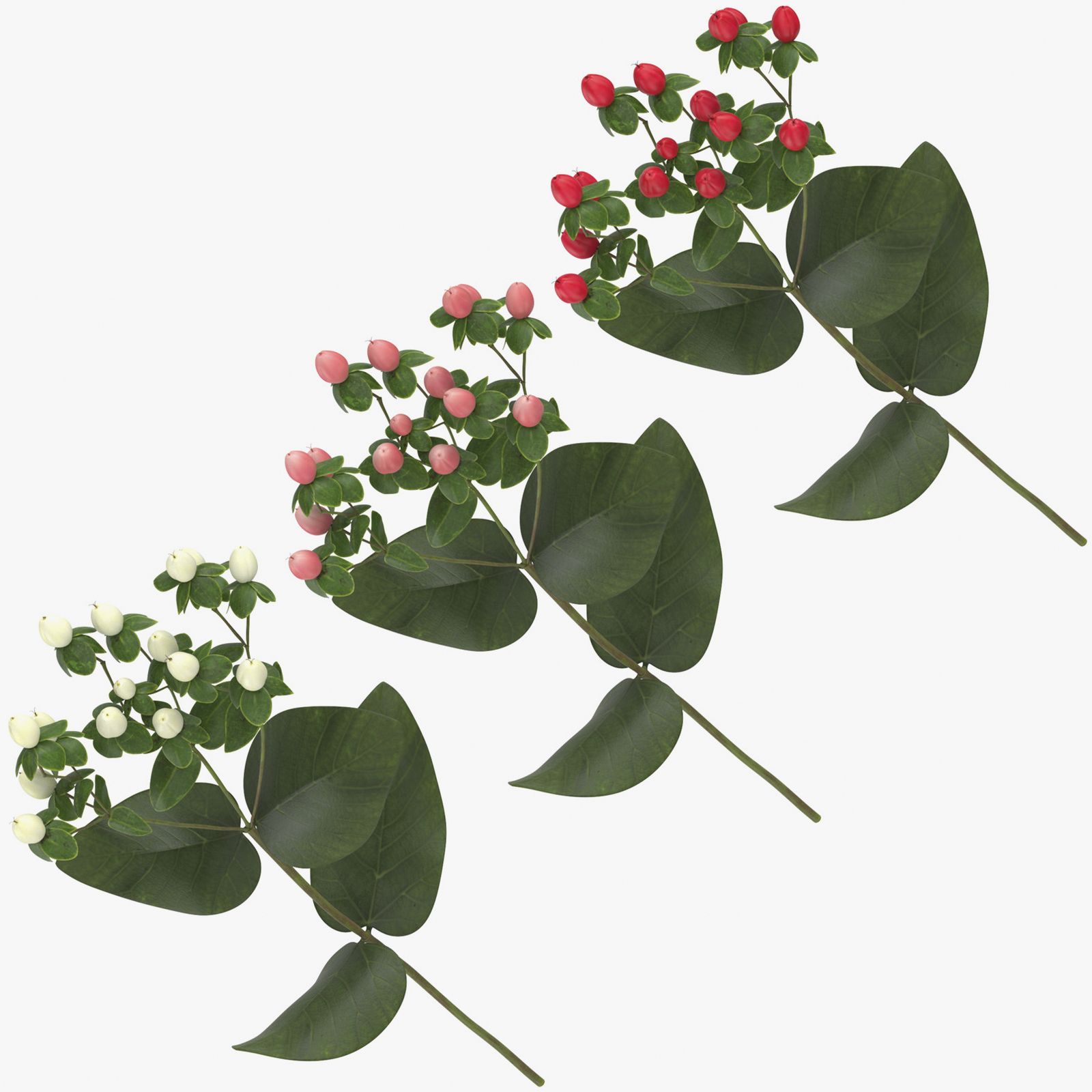 Hypericum-Sammlung 3d model