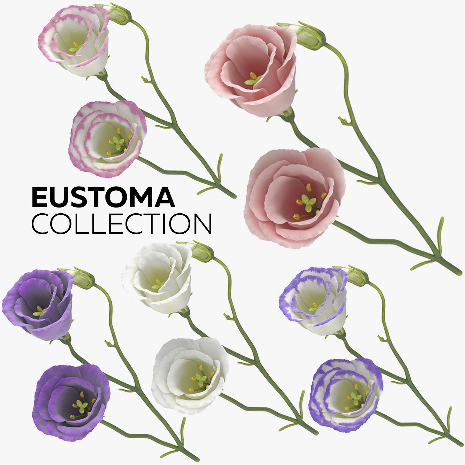 Eustoma-Auflistung 3d model